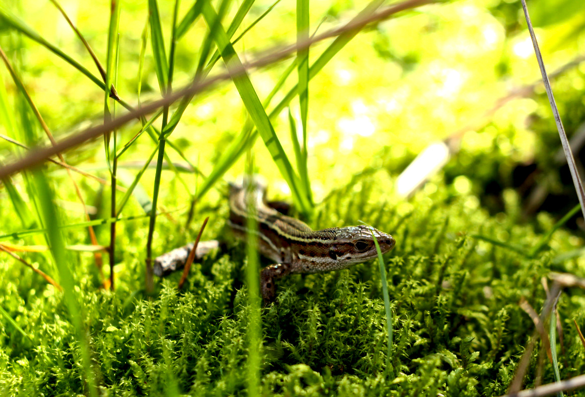 Canon EF 35-80mm f/4-5.6 sample photo