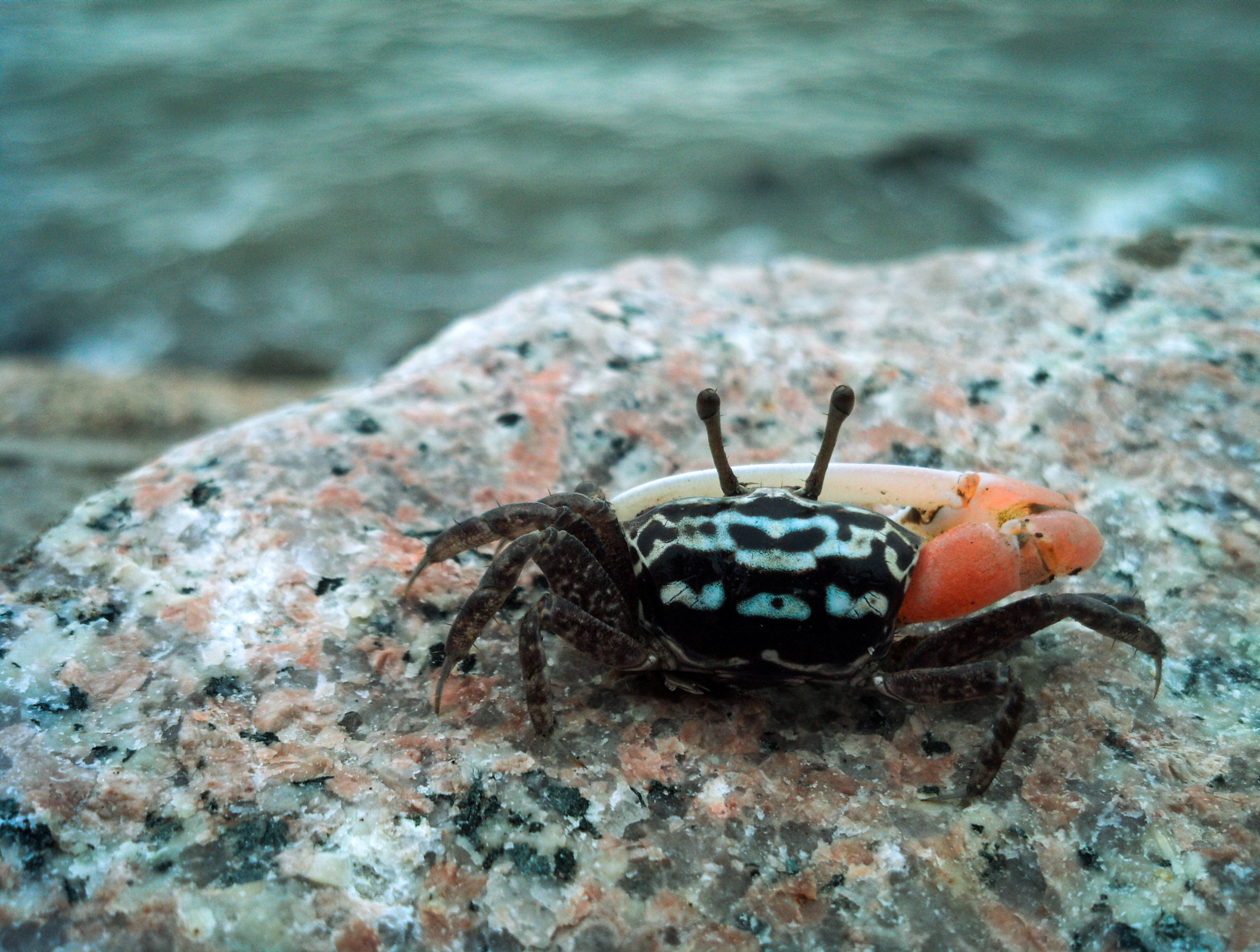 Motorola DROID RAZR sample photo. Fiddler crab photography
