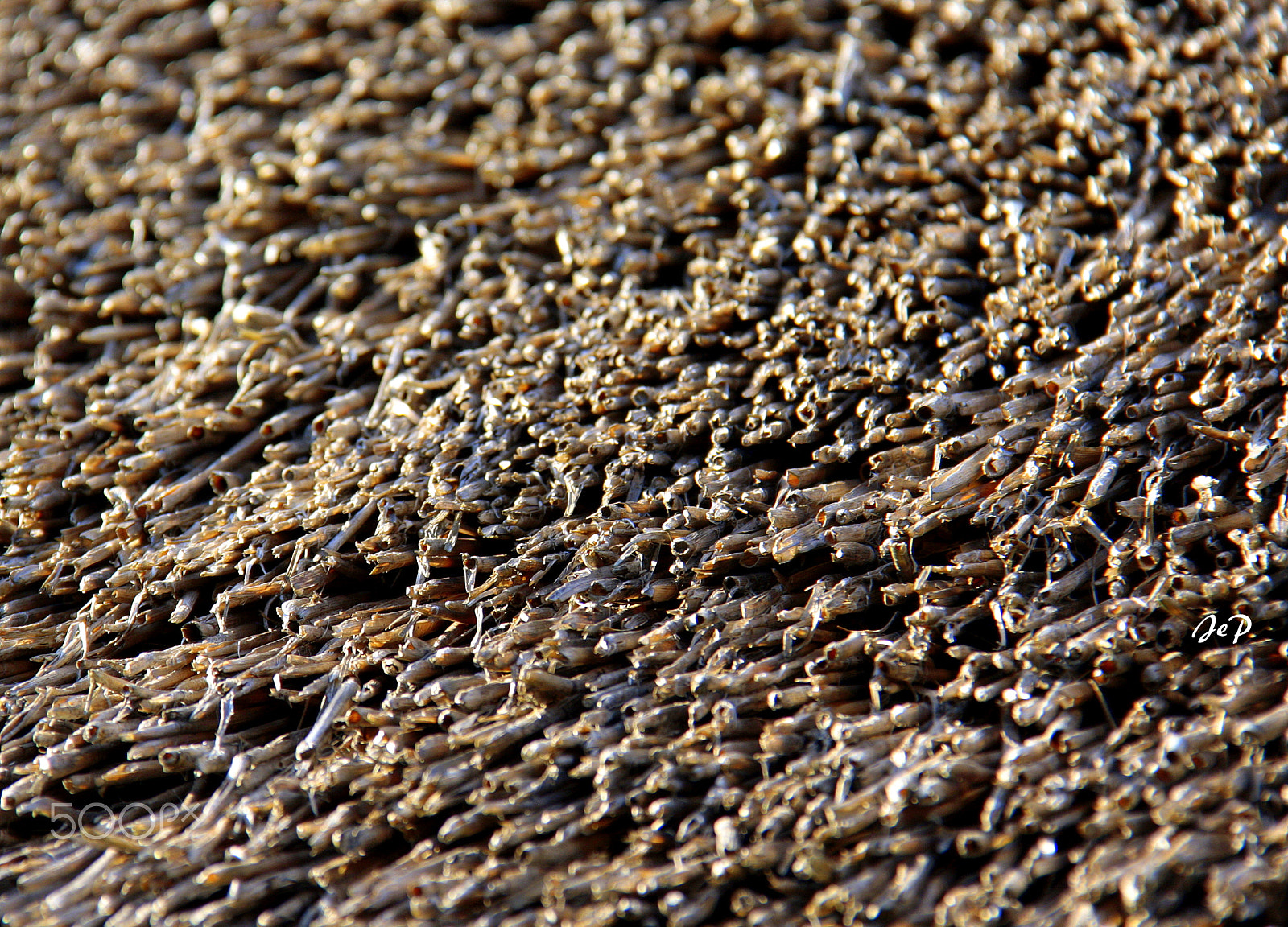 Canon EOS 1000D (EOS Digital Rebel XS / EOS Kiss F) sample photo. Thached roof in kumrovec (hrvatsko zagorje), croatia photography