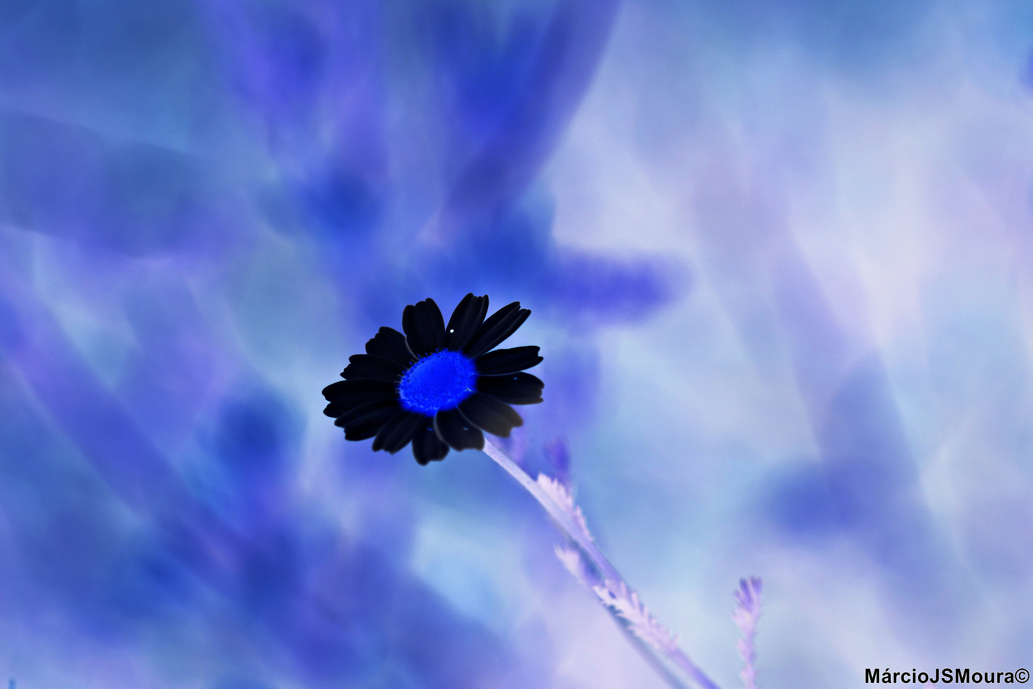 Sigma 24-105mm f/4 DG OS HSM | A sample photo. Pétalas pretas ( black petals ) photography