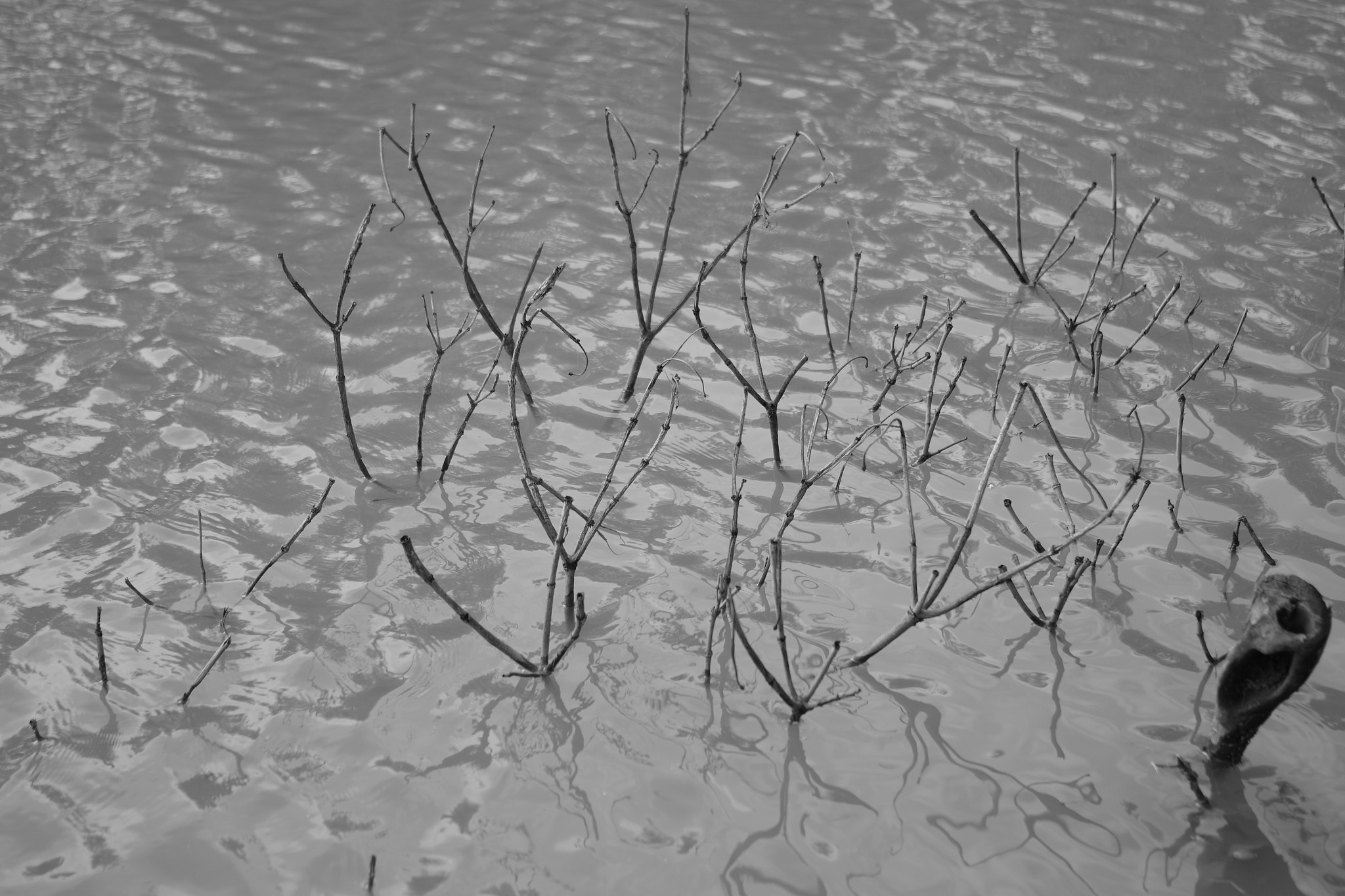 Pentax K-S2 sample photo. Imgp photography