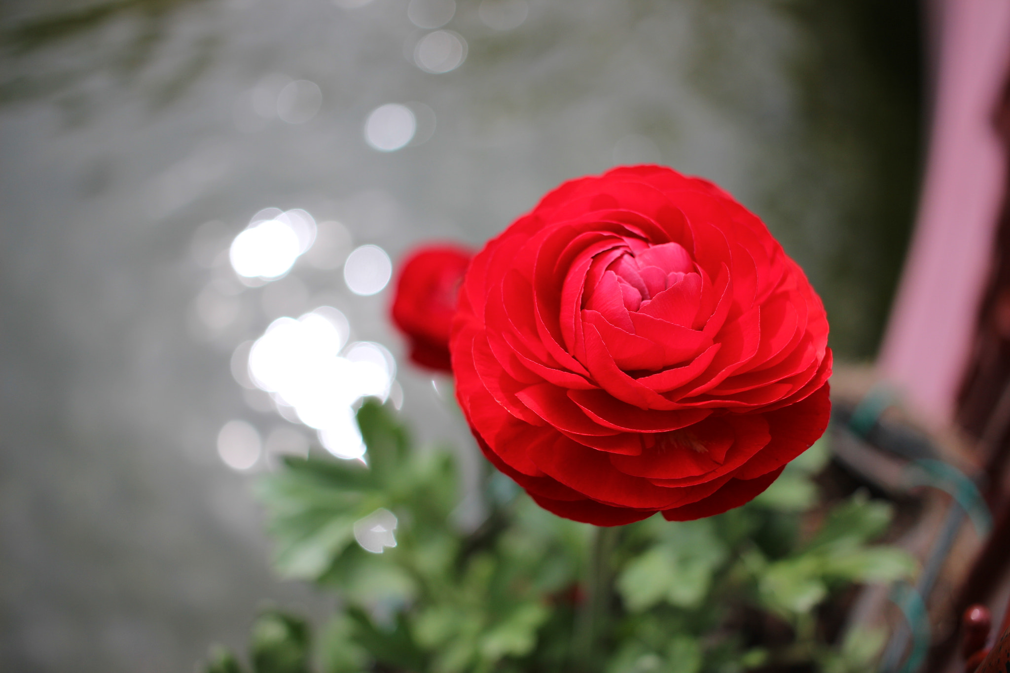 Canon EOS 600D (Rebel EOS T3i / EOS Kiss X5) + Canon EF-S 24mm F2.8 STM sample photo. A red rose photography