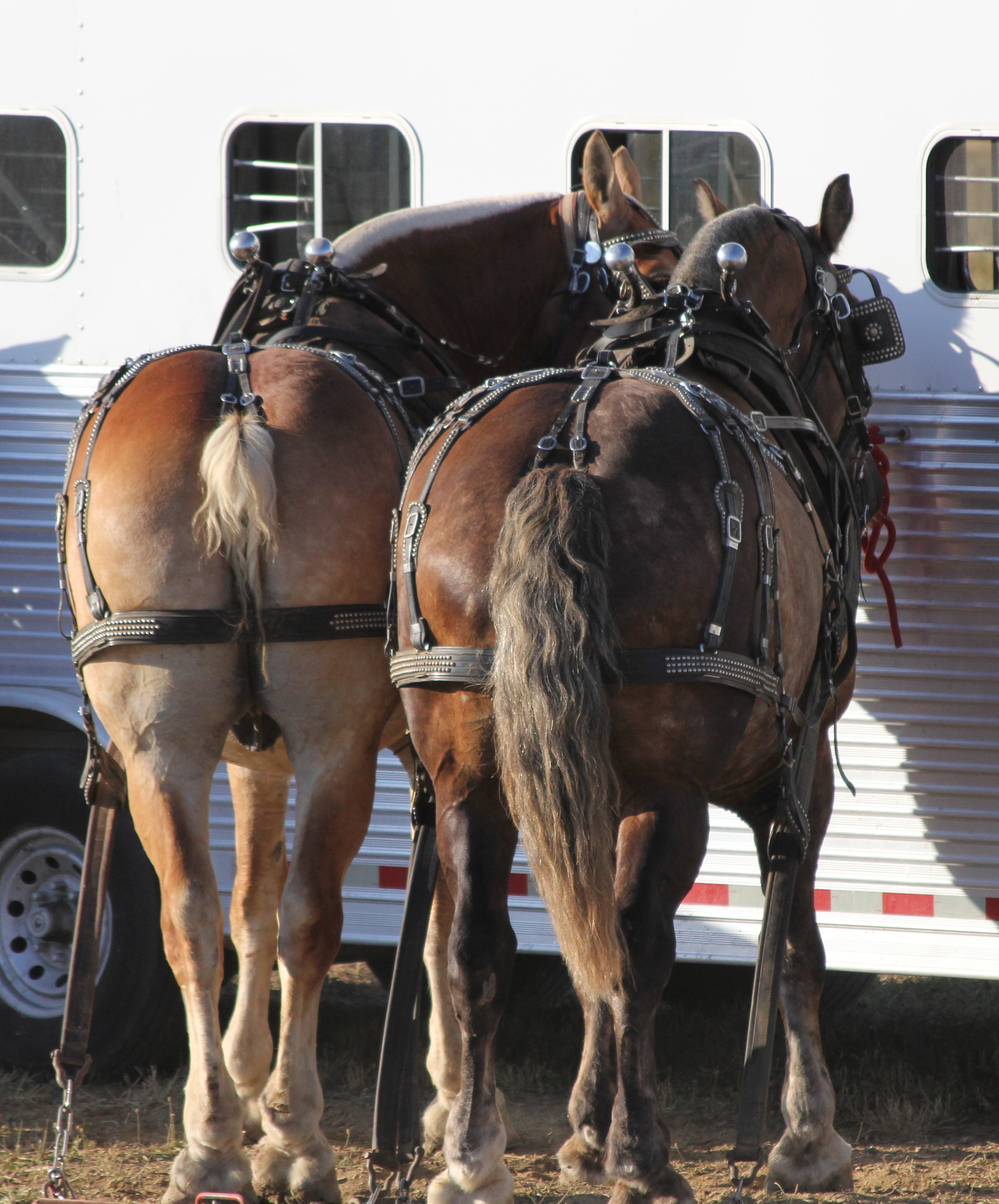 Canon EF 70-300mm F4-5.6 IS USM sample photo. Draft horse competition photography
