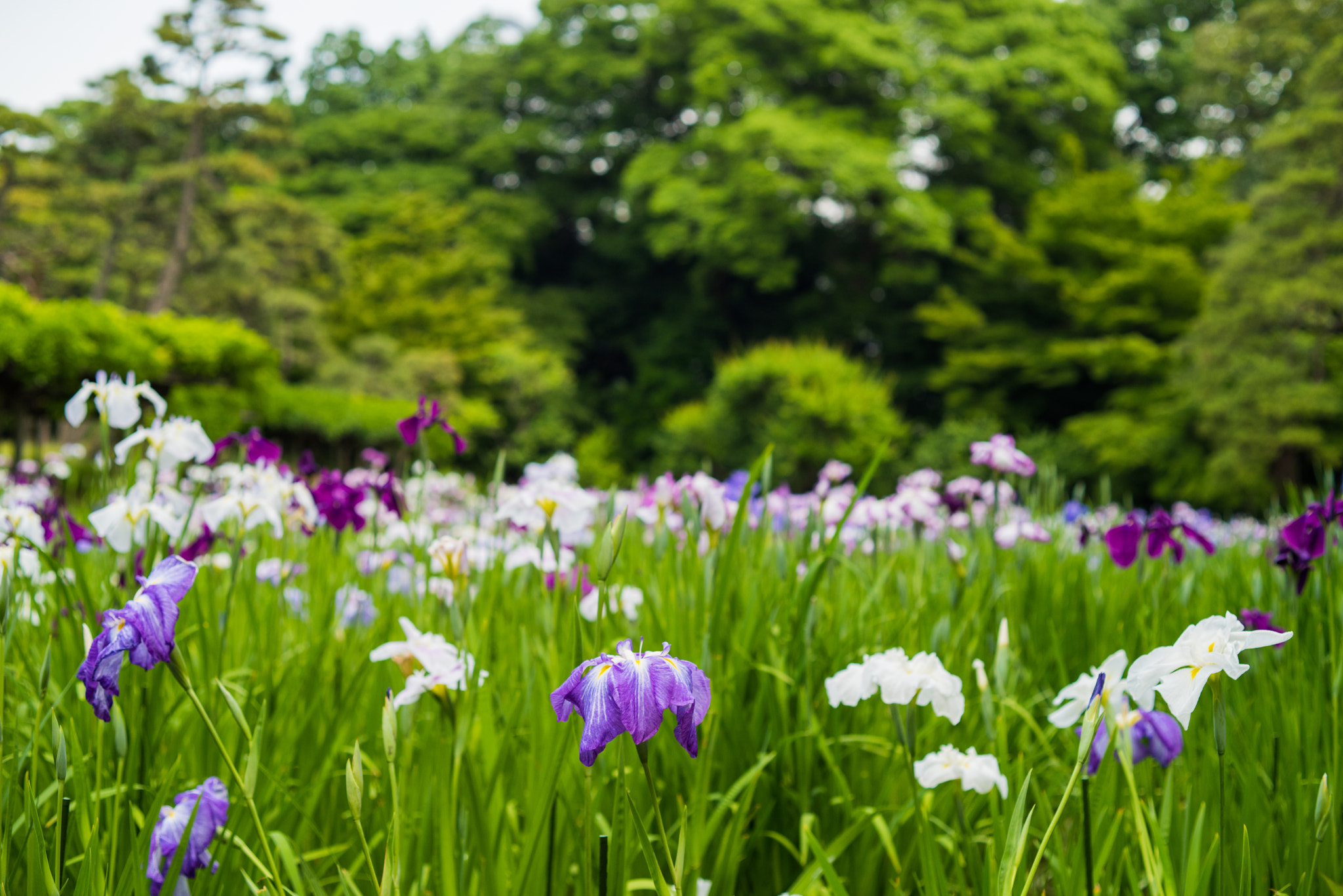 ZEISS Makro-Planar T* 50mm F2 sample photo. _d812453-2.jpg photography