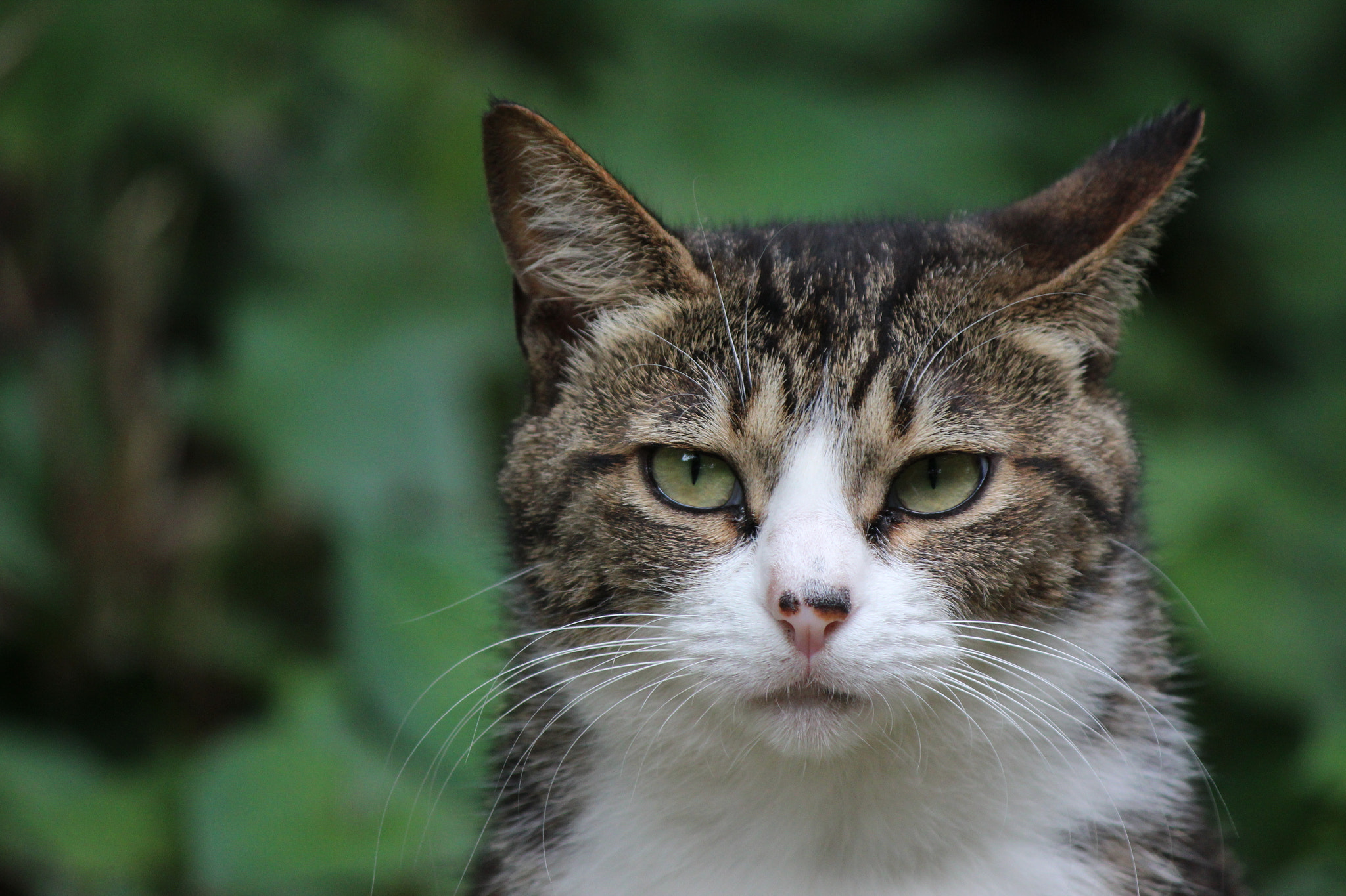 Canon EOS 600D (Rebel EOS T3i / EOS Kiss X5) + Canon EF-S 55-250mm F4-5.6 IS II sample photo. Handsome cat photography