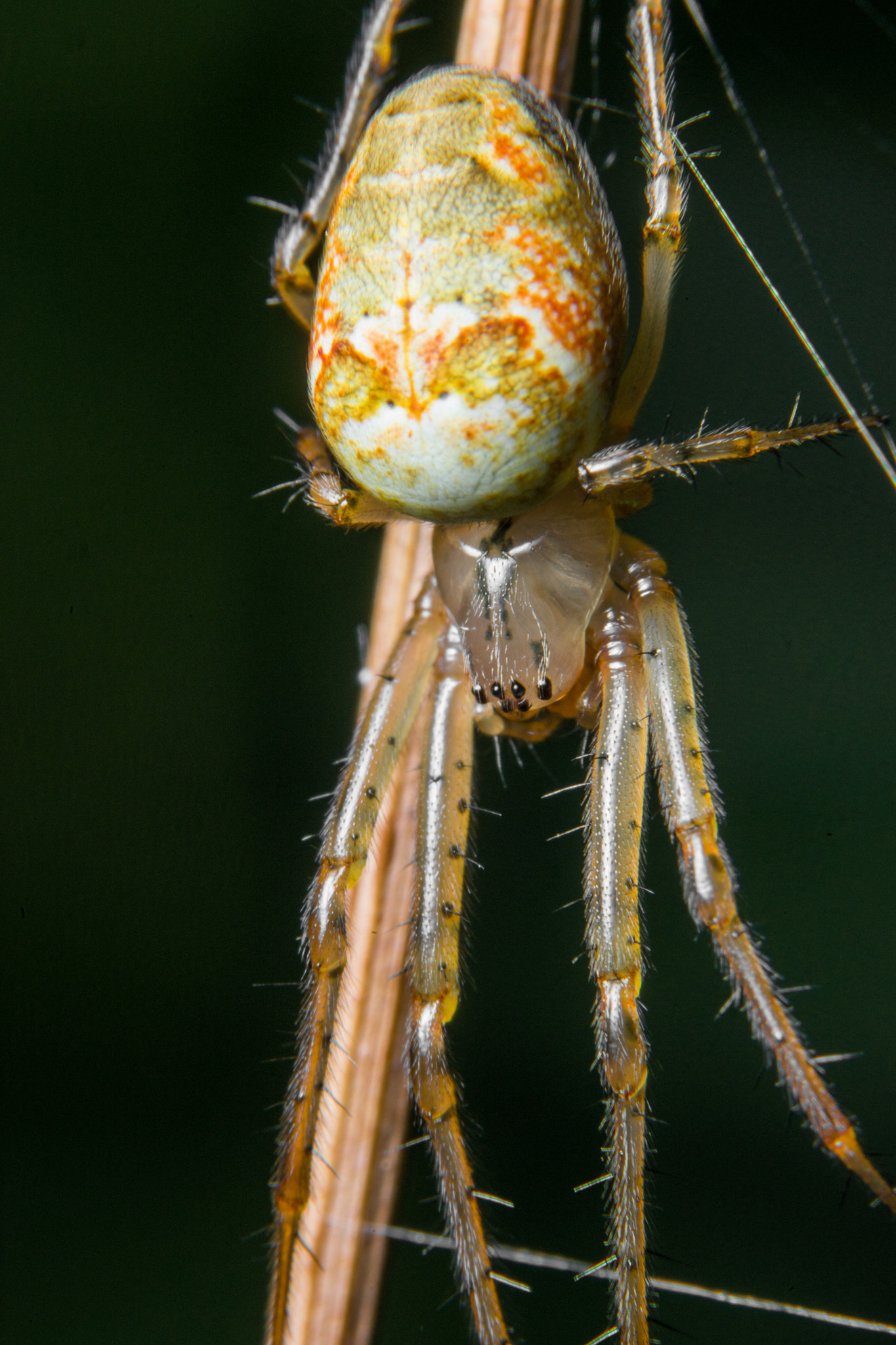 Sony a99 II + 90mm F2.8 Macro SSM sample photo. Garden spider photography