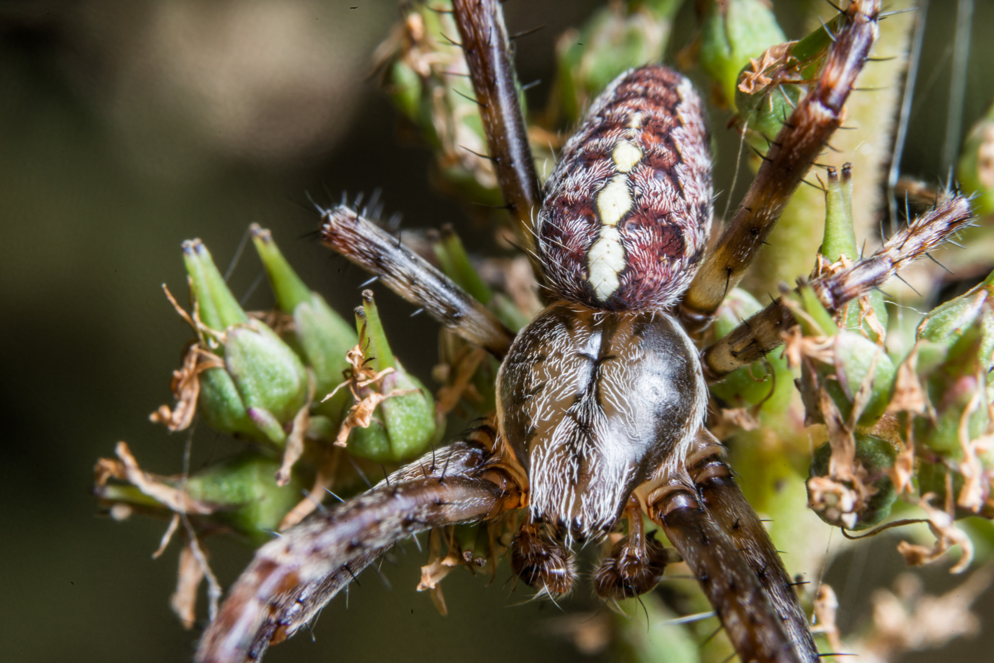 Sony a99 II + 90mm F2.8 Macro SSM sample photo. Garden spider photography
