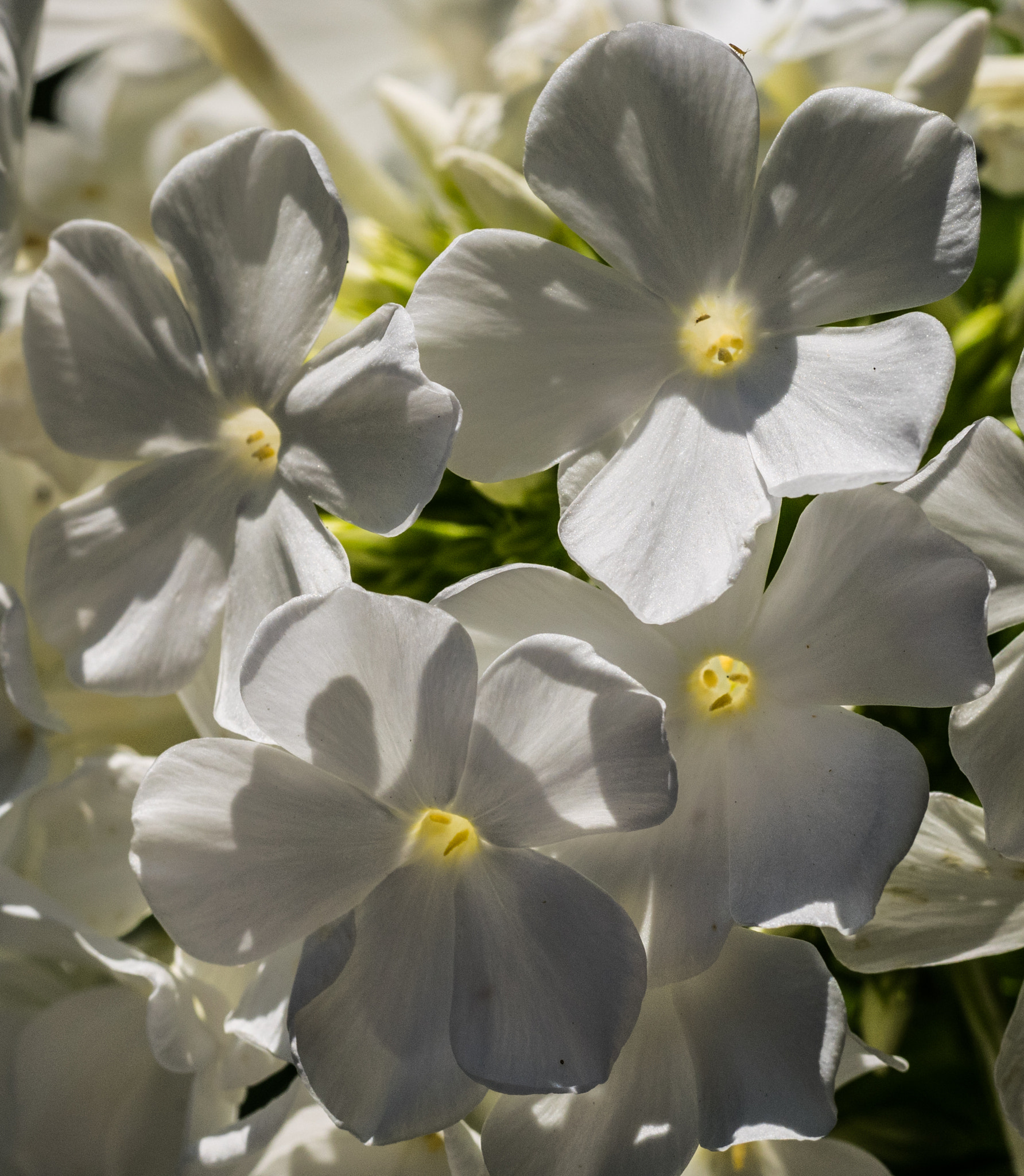 Panasonic Lumix DMC-GM1 sample photo. Flowery downlighters photography