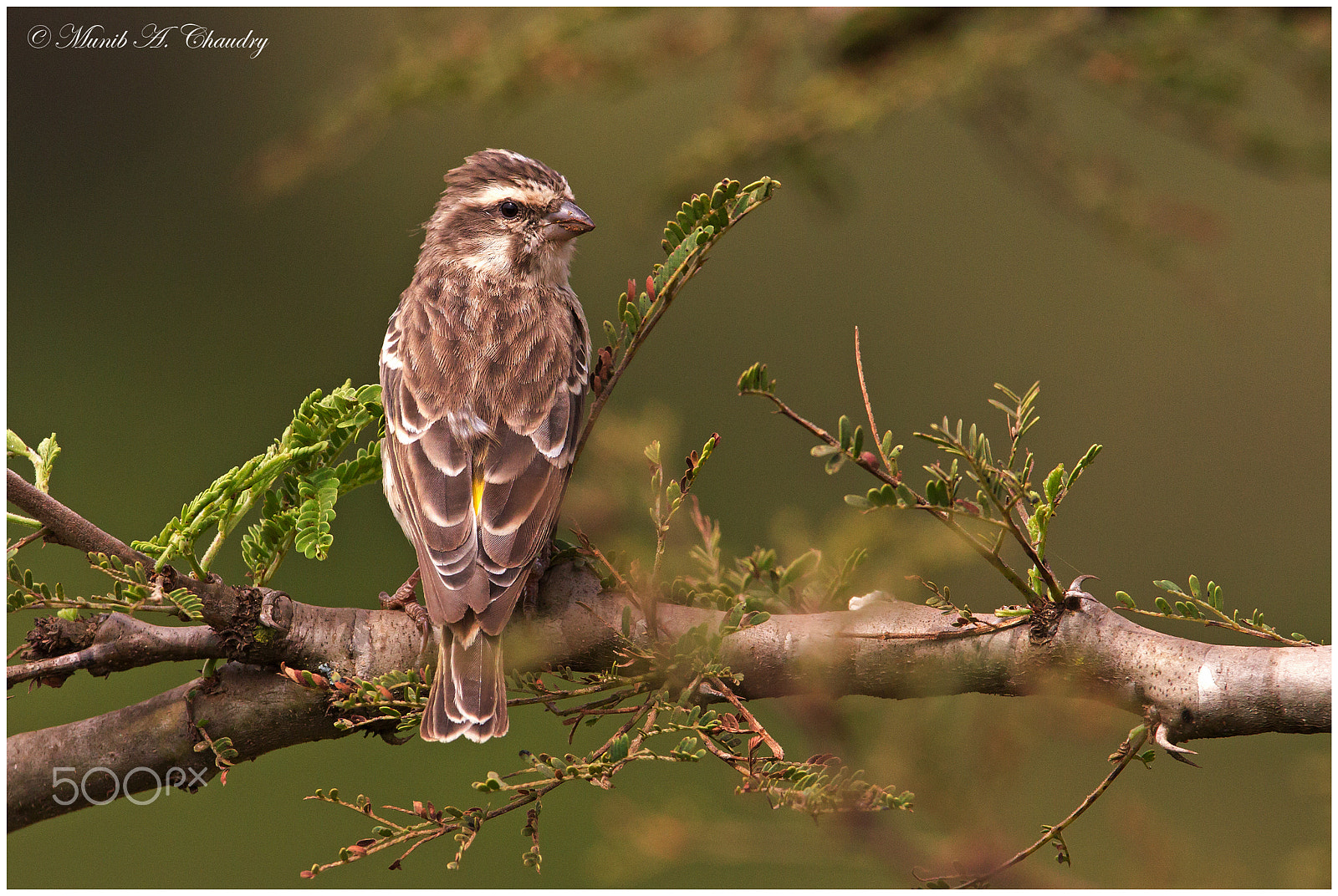 Canon EF 600mm f/4L IS sample photo. The seed-eater! photography