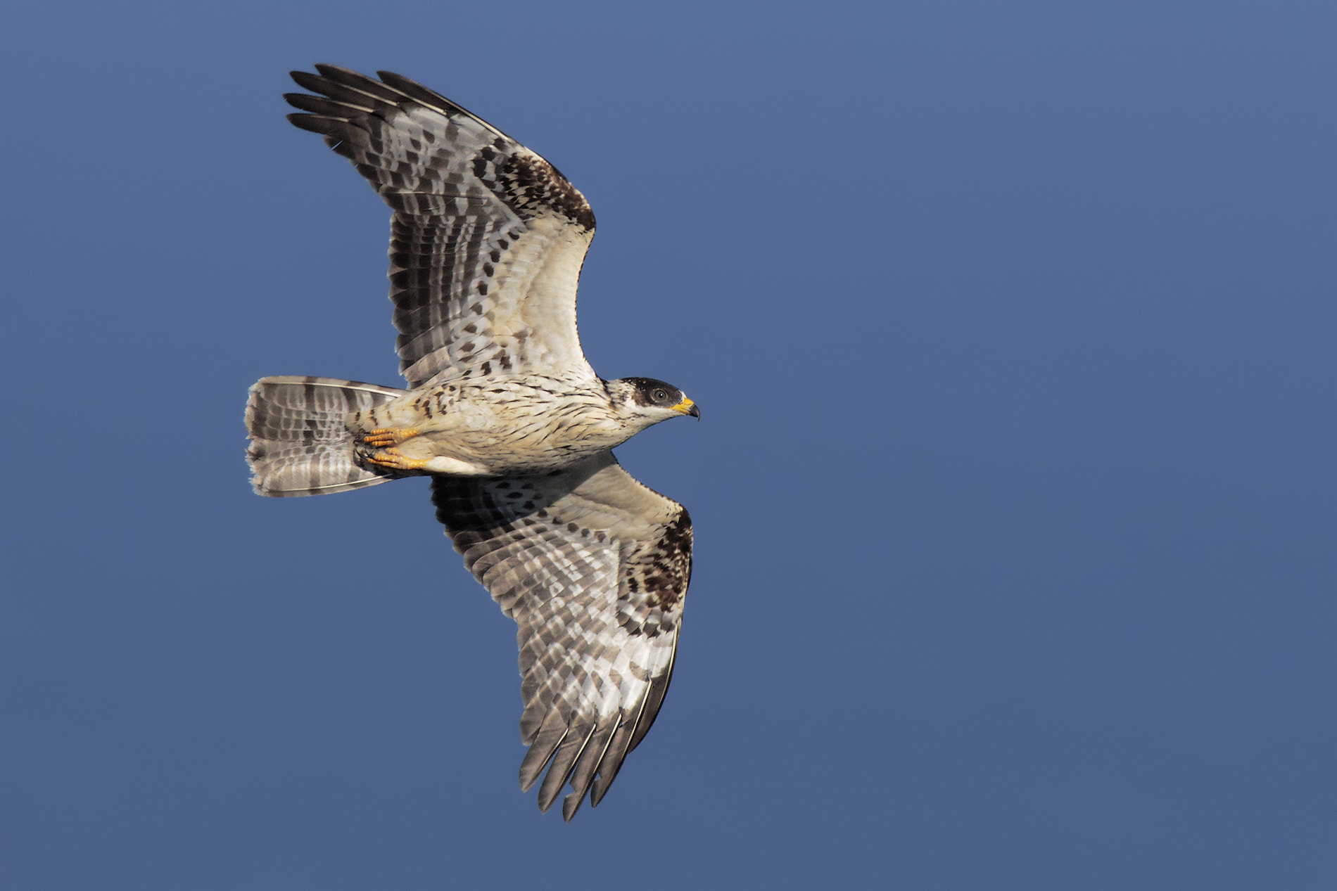 Canon EF 500mm f/4.5L + 1.4x sample photo. Honey buzzard photography