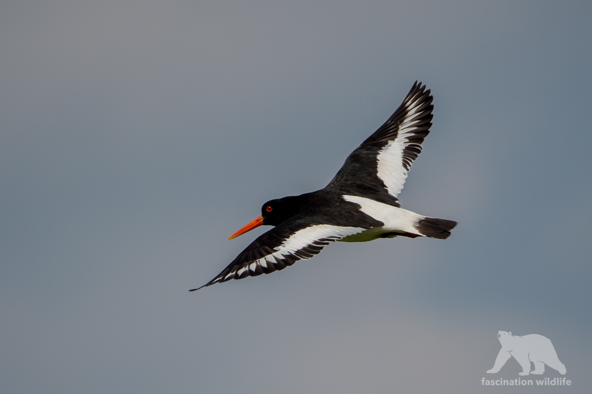 Nikon D4S sample photo. Oystercatcher inflight photography