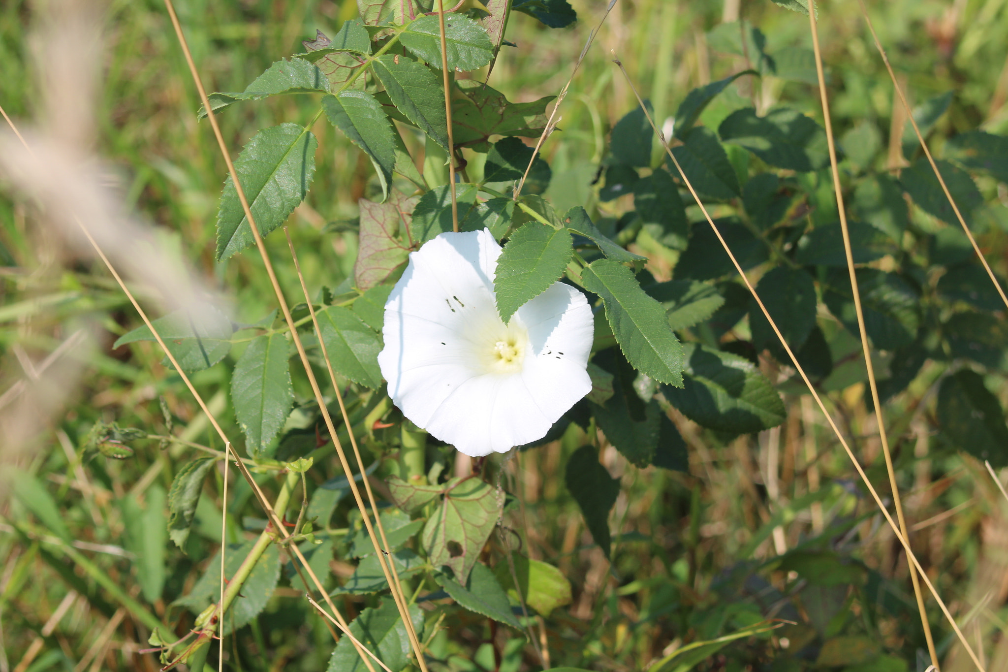 Canon EF 35-80mm f/4-5.6 sample photo. Campanula photography