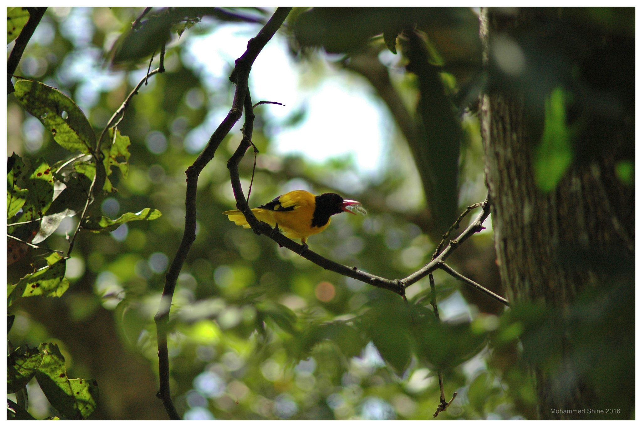 Nikon AF Nikkor 70-300mm F4-5.6G sample photo. Black hooded oriole photography