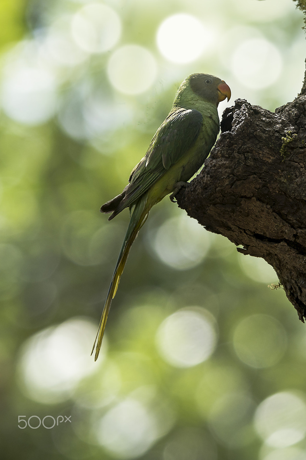 Nikon AF-S Nikkor 400mm F2.8G ED VR II sample photo. Slaty headed parakeet photography