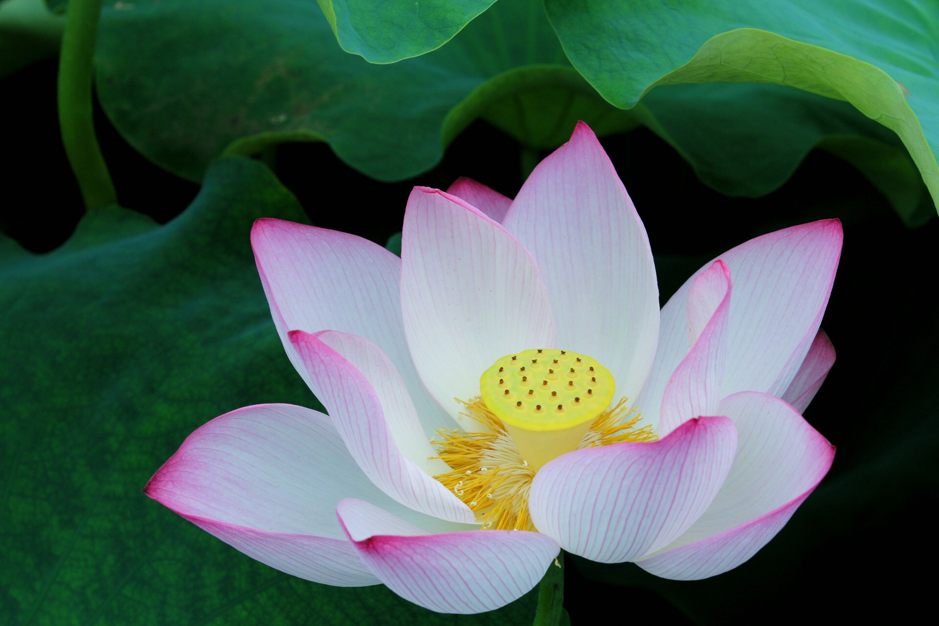 Canon EF 70-200mm F2.8L IS II USM sample photo