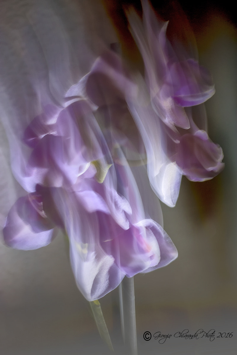 Sigma APO Macro 150mm f/2.8 EX DG HSM sample photo. Evanescenze photography