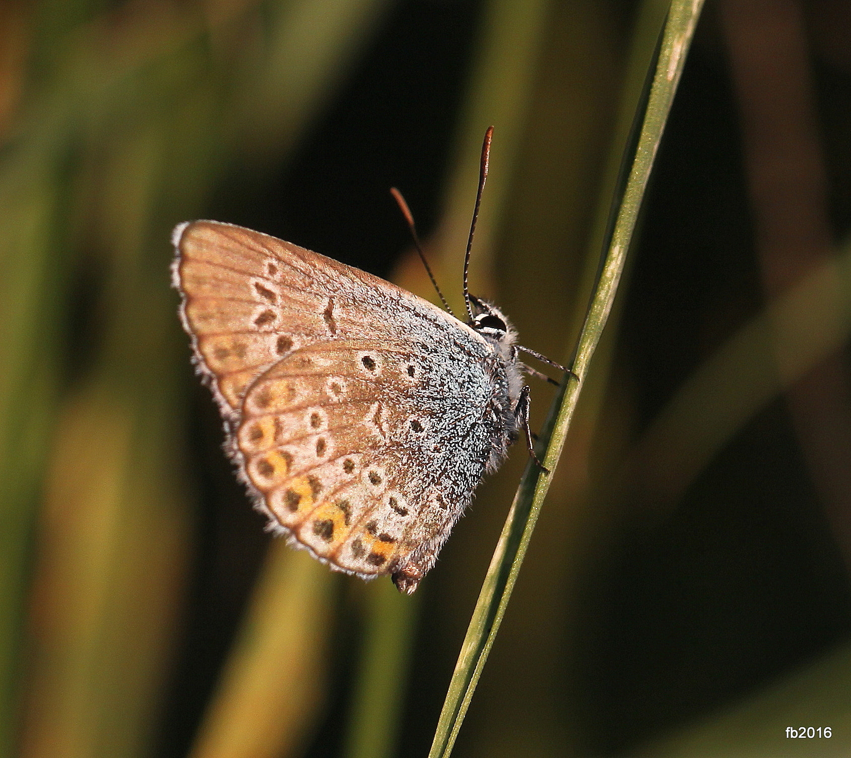 Canon EOS 50D + Canon EF 100mm F2.8L Macro IS USM sample photo. Polyommatus dorylas photography