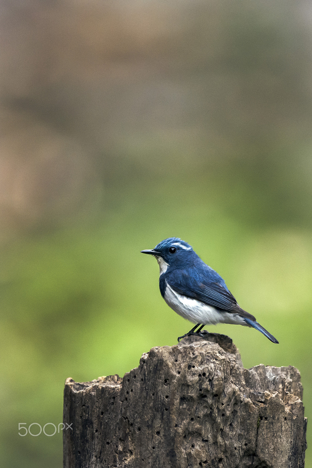 Nikon AF-S Nikkor 400mm F2.8G ED VR II sample photo. Ultramarine flycatcher photography