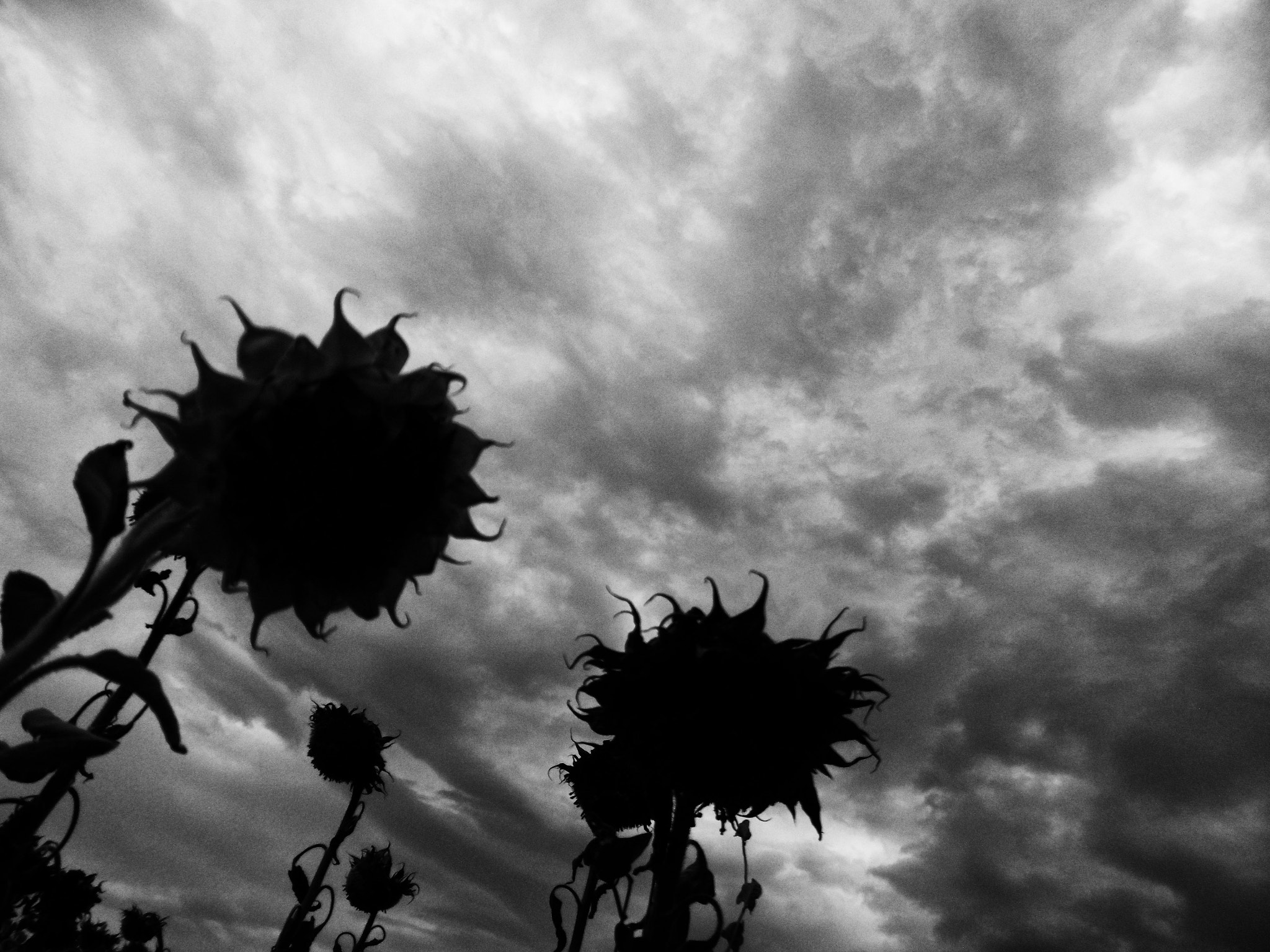 Panasonic DMC-SZ8 sample photo. Sunflowers fall photography