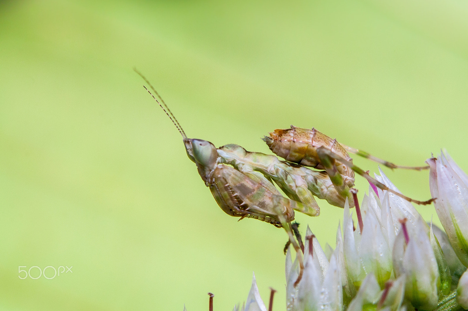 Canon EF 70-210mm f/3.5-4.5 USM sample photo. Mantis on flower photography