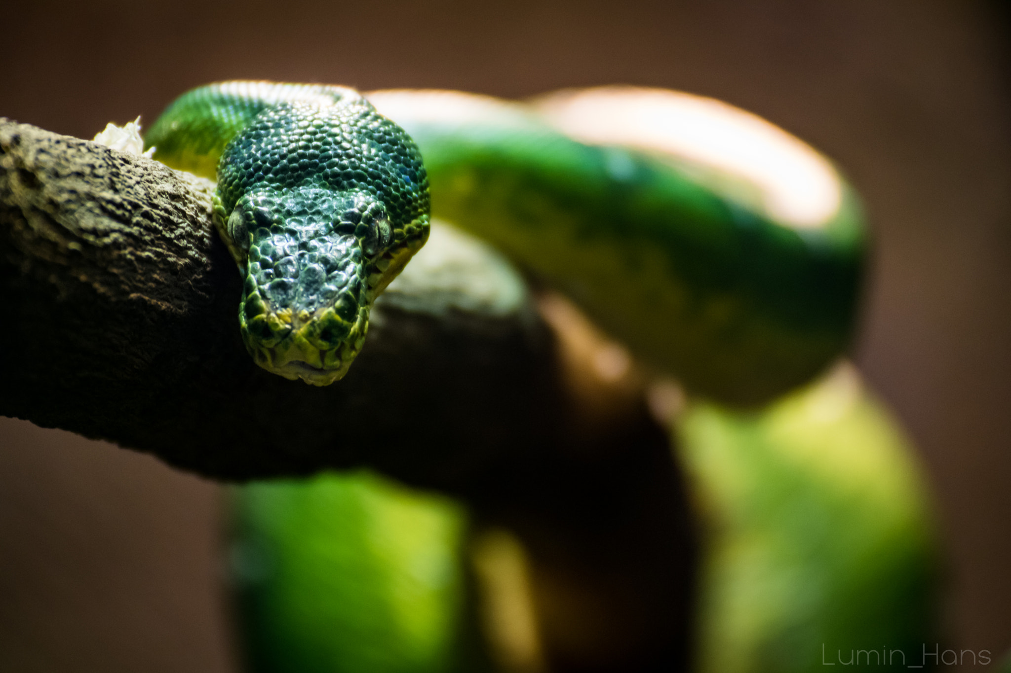 Tamron SP 35mm F1.8 Di VC USD sample photo. Serpent photography