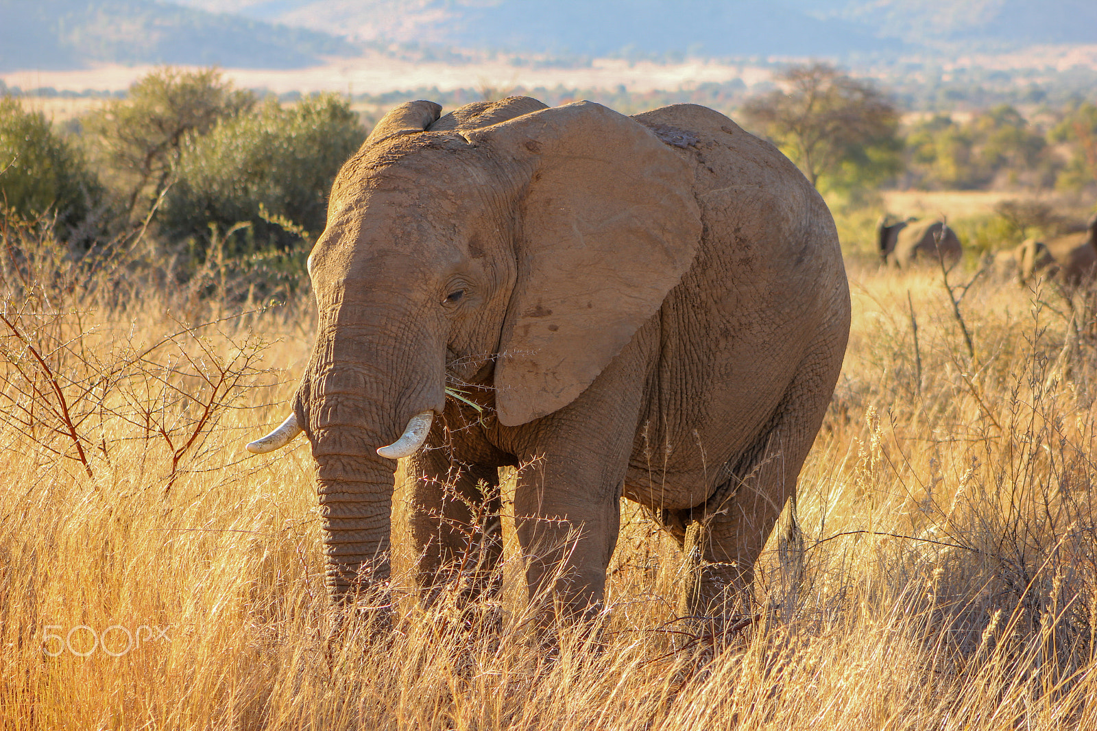 Canon EF 75-300mm f/4-5.6 USM sample photo. An elephant in the pilanesberg photography