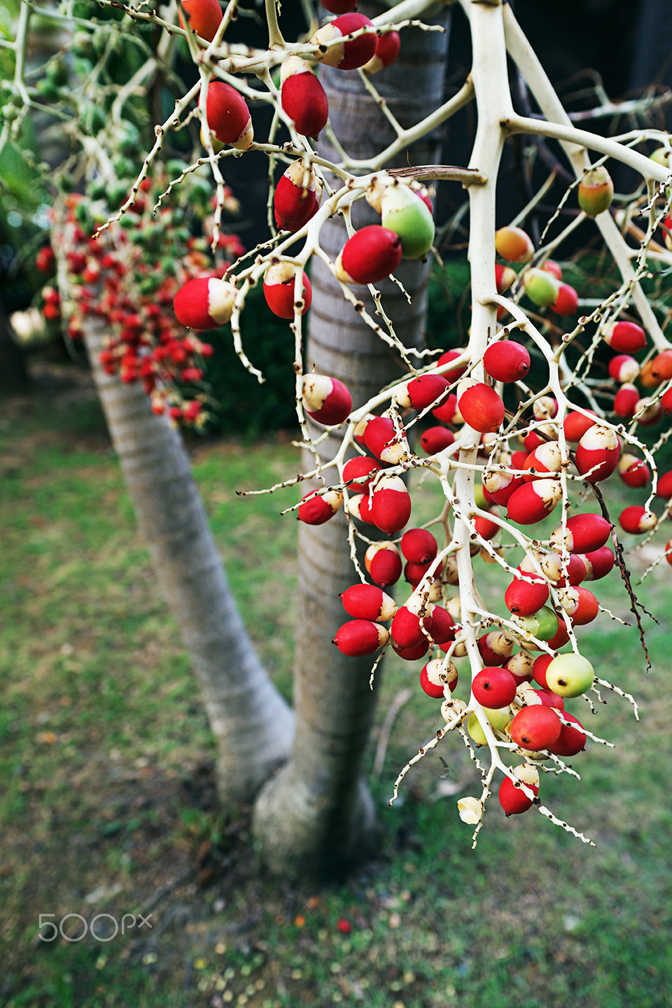 Sony Alpha a99 sample photo. Red palm fruits photography