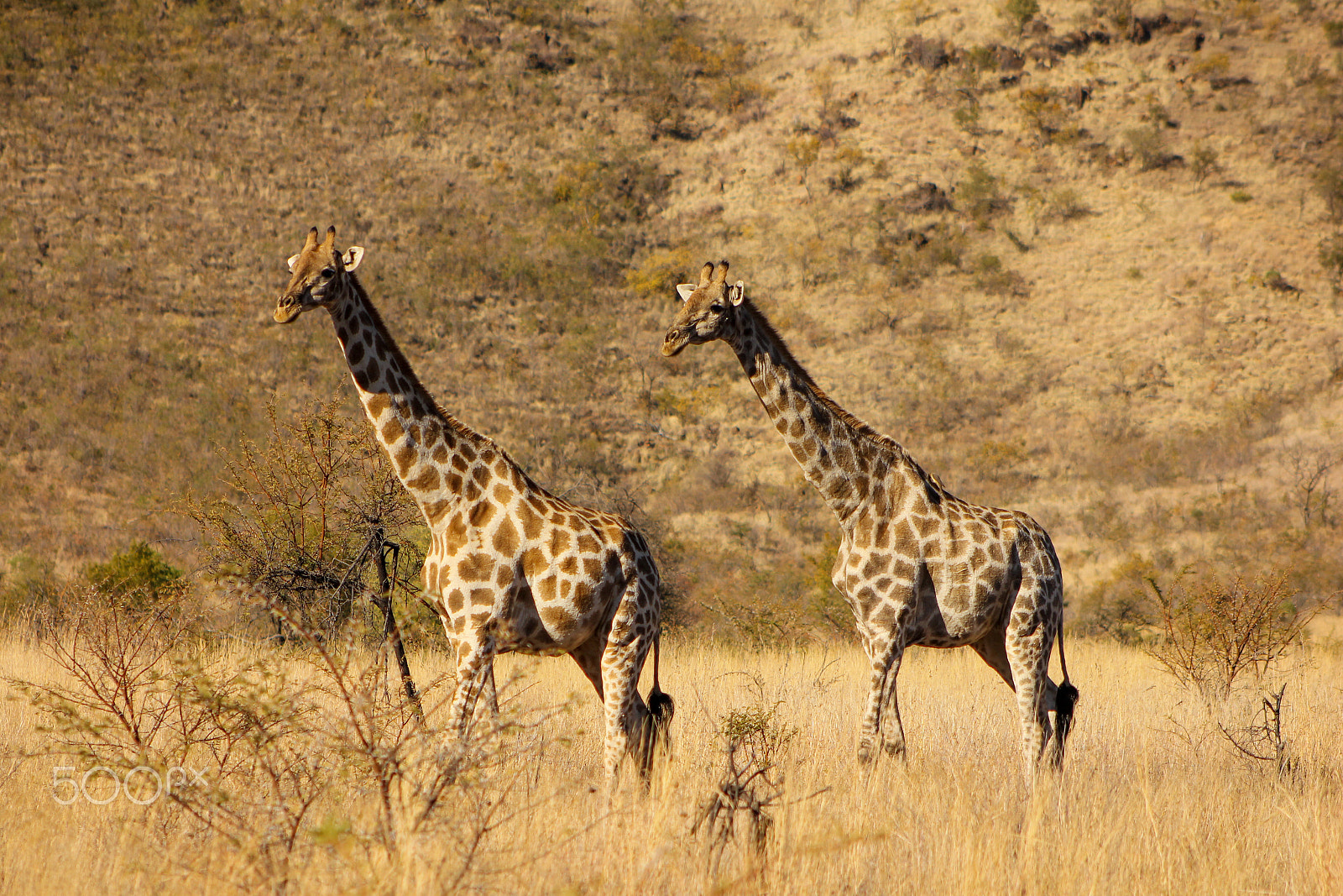 Canon EF 75-300mm f/4-5.6 USM sample photo. Giraffes in the pilanesberg photography