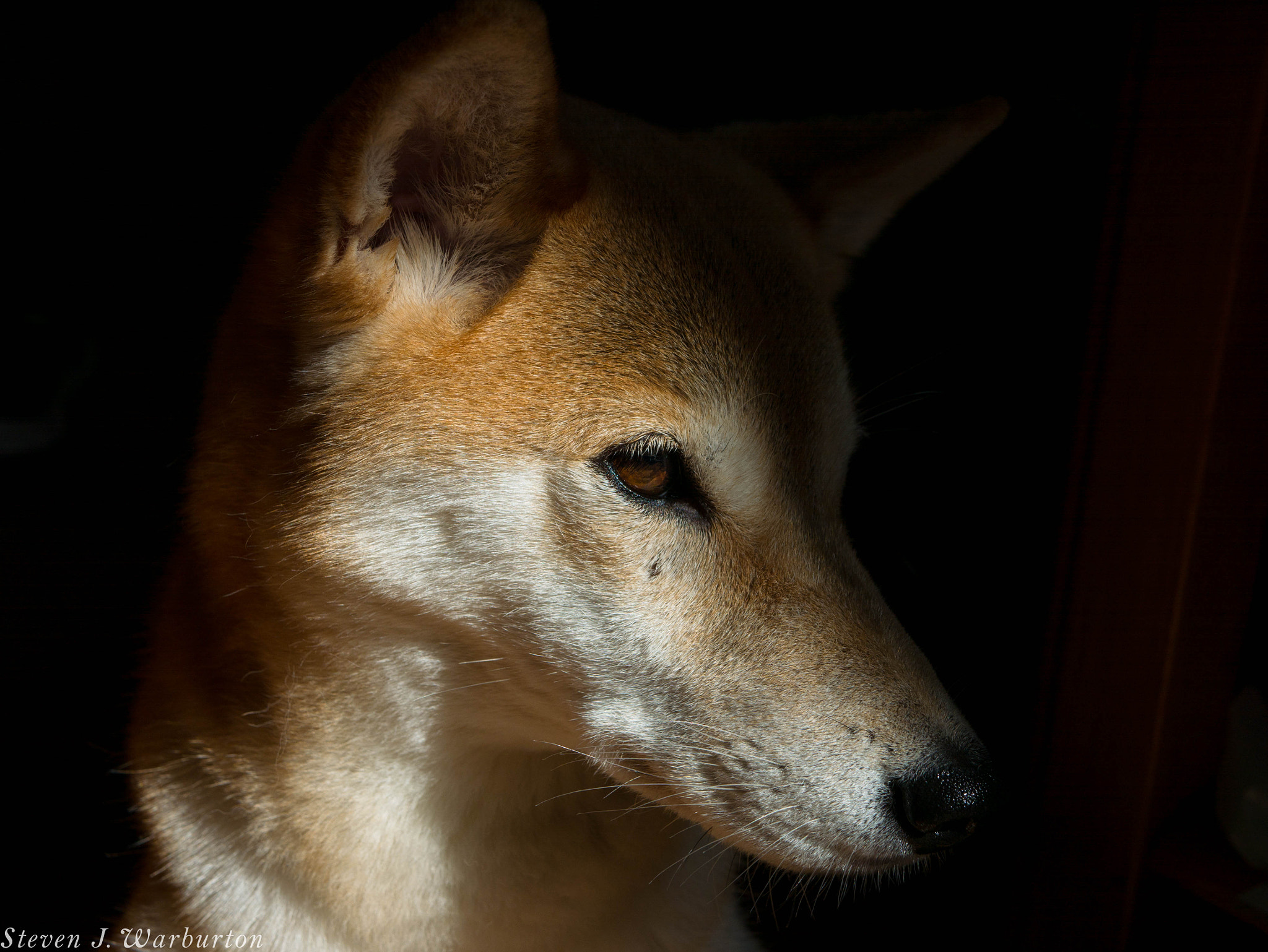 Panasonic Lumix DMC-GF7 + LUMIX G 25/F1.7 sample photo. Shiba in shadow i photography