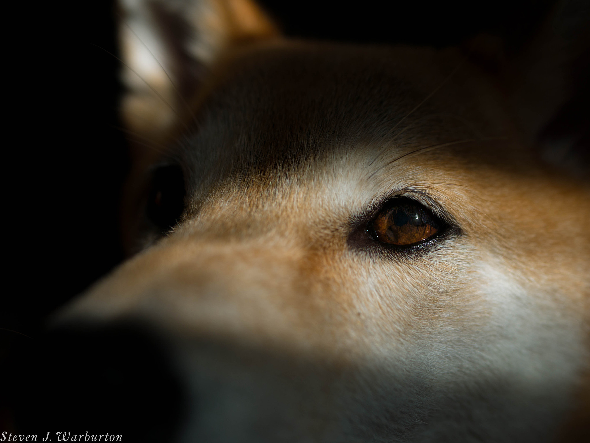 Panasonic Lumix DMC-GF7 + LUMIX G 25/F1.7 sample photo. Shiba in shadow ii photography