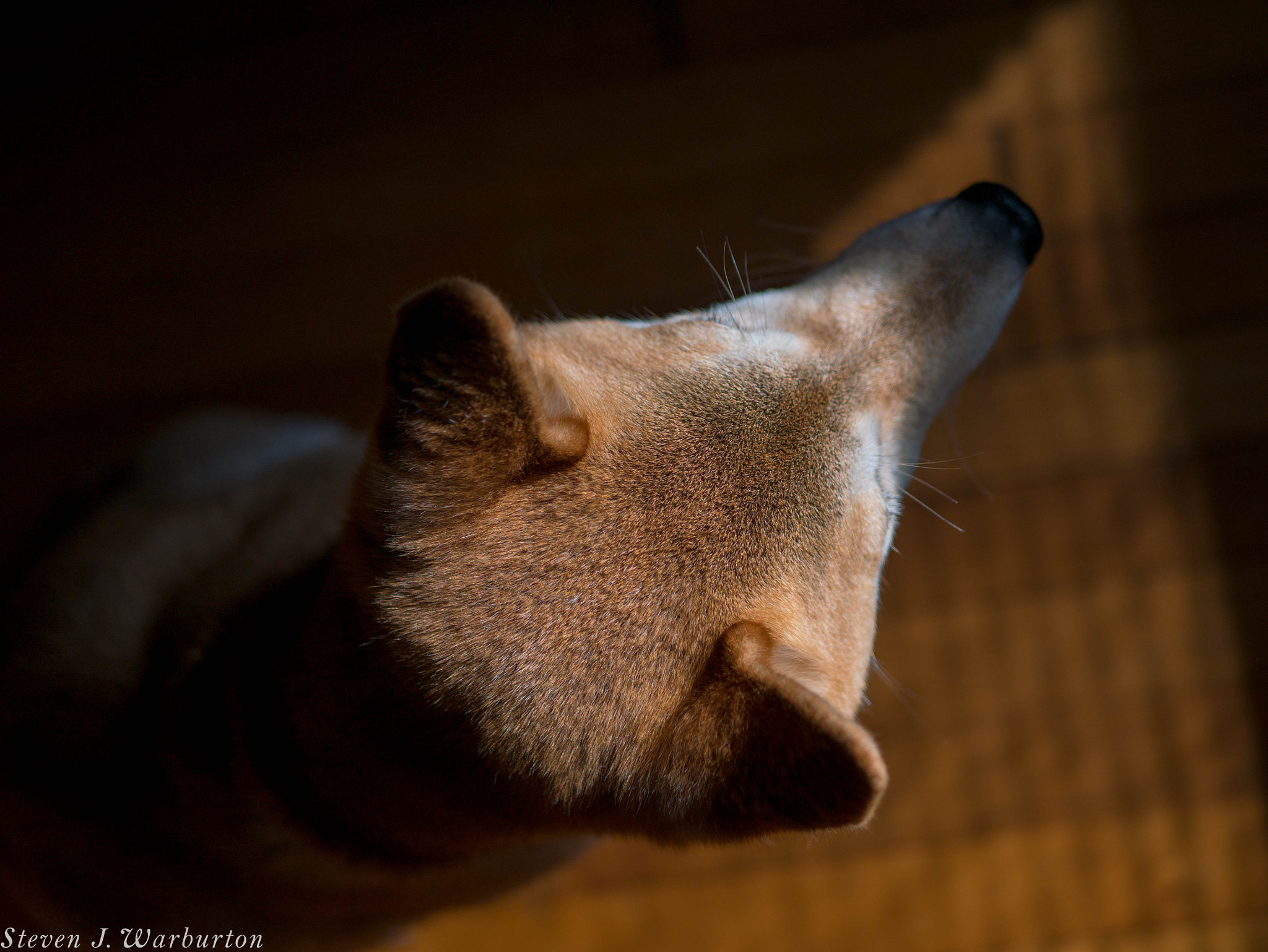 Panasonic Lumix DMC-GF7 + LUMIX G 25/F1.7 sample photo. Shiba in shadow iii photography