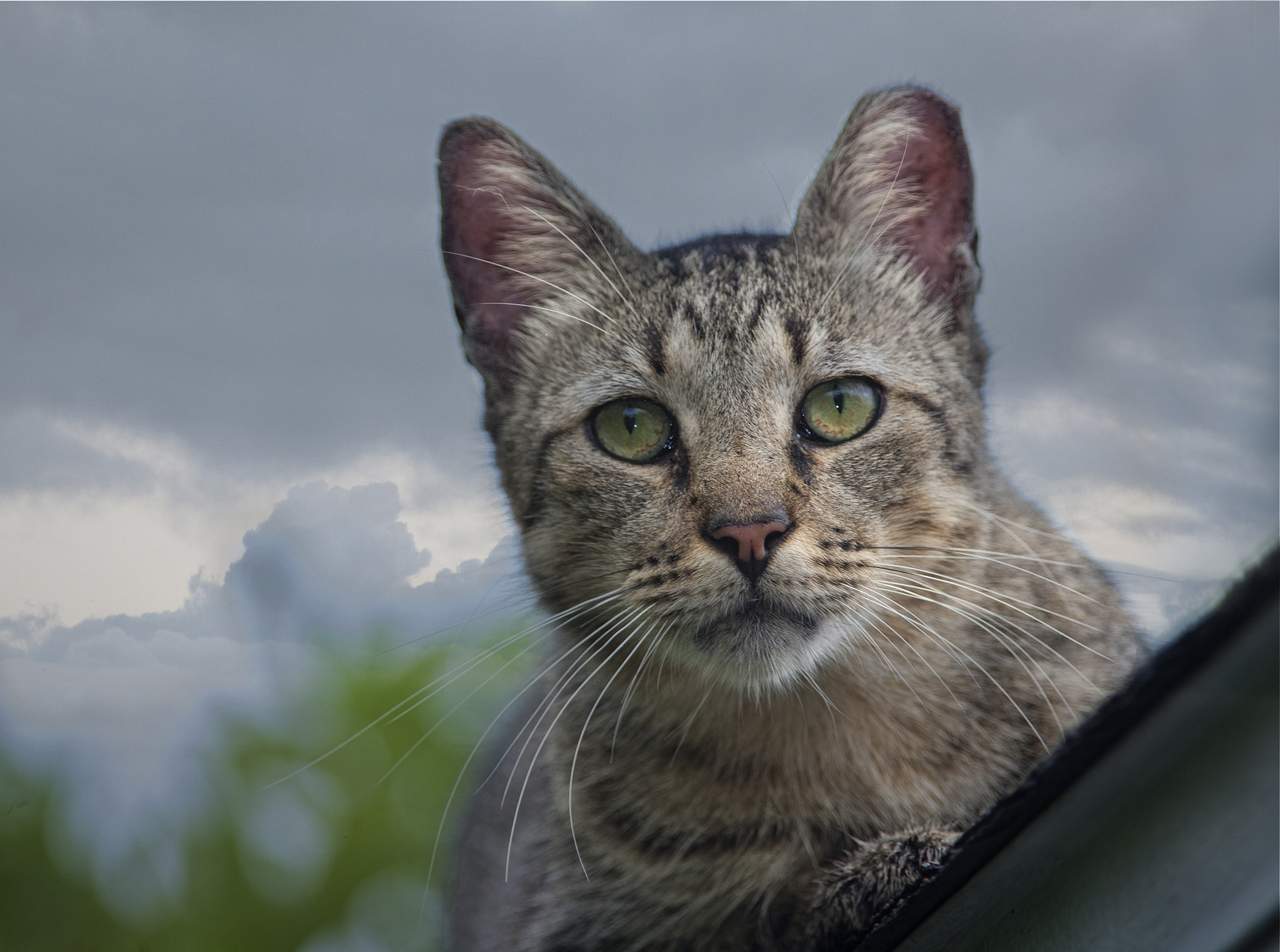 Canon EF 300mm f/4L sample photo. Up on the roof photography