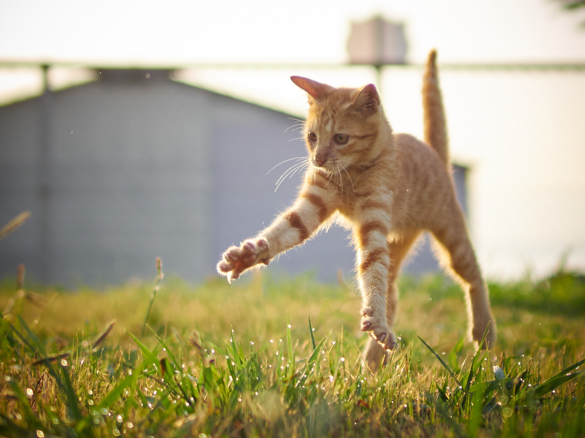 Sigma 30mm F1.4 DC DN | C sample photo. Cat photography