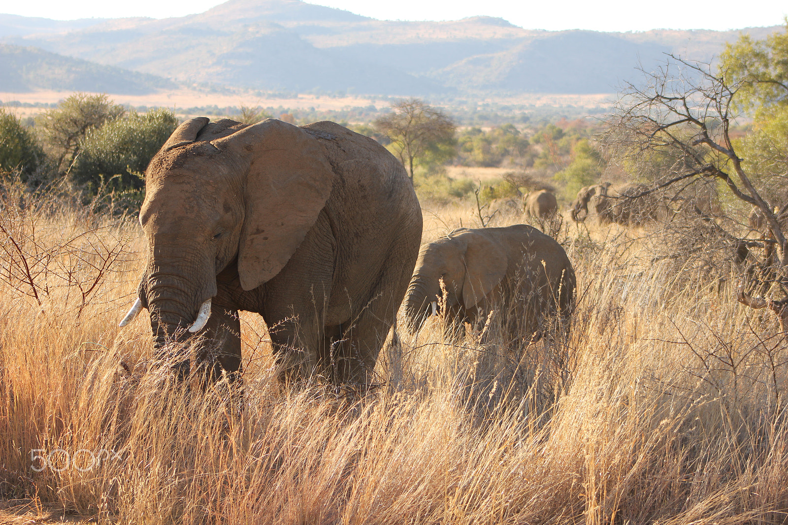 Canon EF 75-300mm f/4-5.6 USM sample photo. Mom and baby elephant in the pilanesberg photography