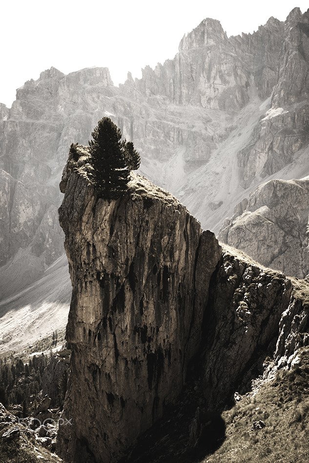 Sony Alpha DSLR-A900 sample photo. Swiss stone pine on a dolomite rock photography