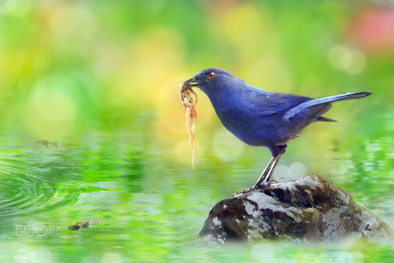 Canon EF 300mm F2.8L IS USM sample photo. Cruelty of life photography