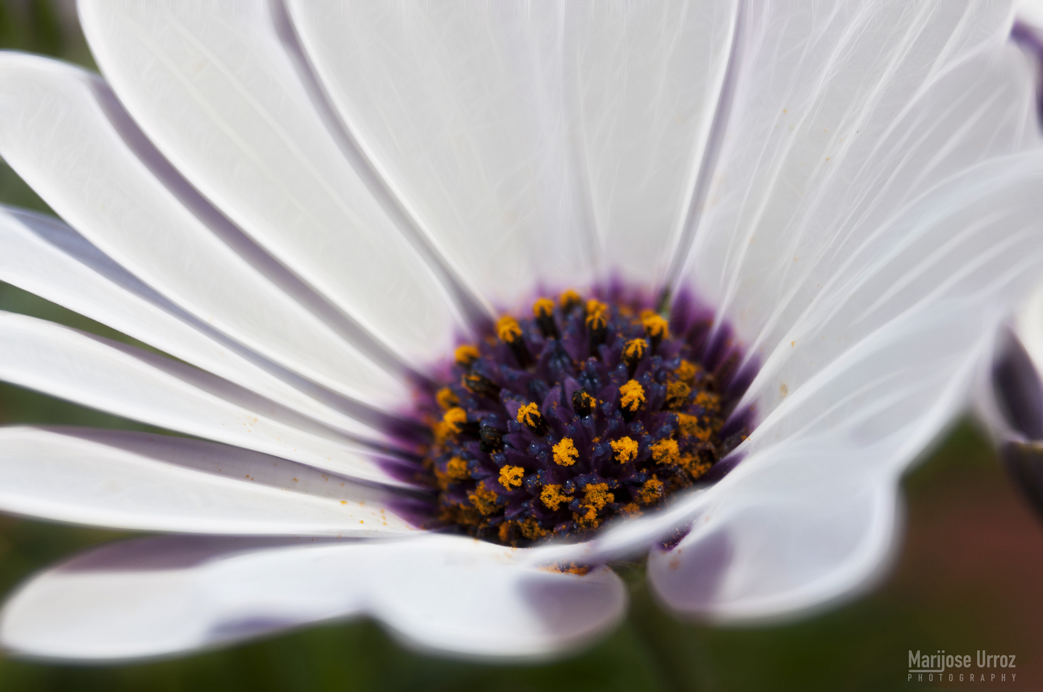 AF Zoom-Nikkor 28-80mm f/3.3-5.6G sample photo. Daisy ii photography
