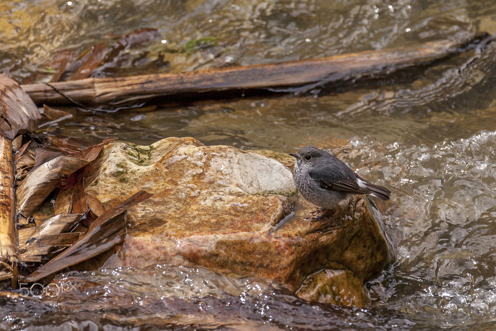 Tamron SP 150-600mm F5-6.3 Di VC USD sample photo. Pit stop photography