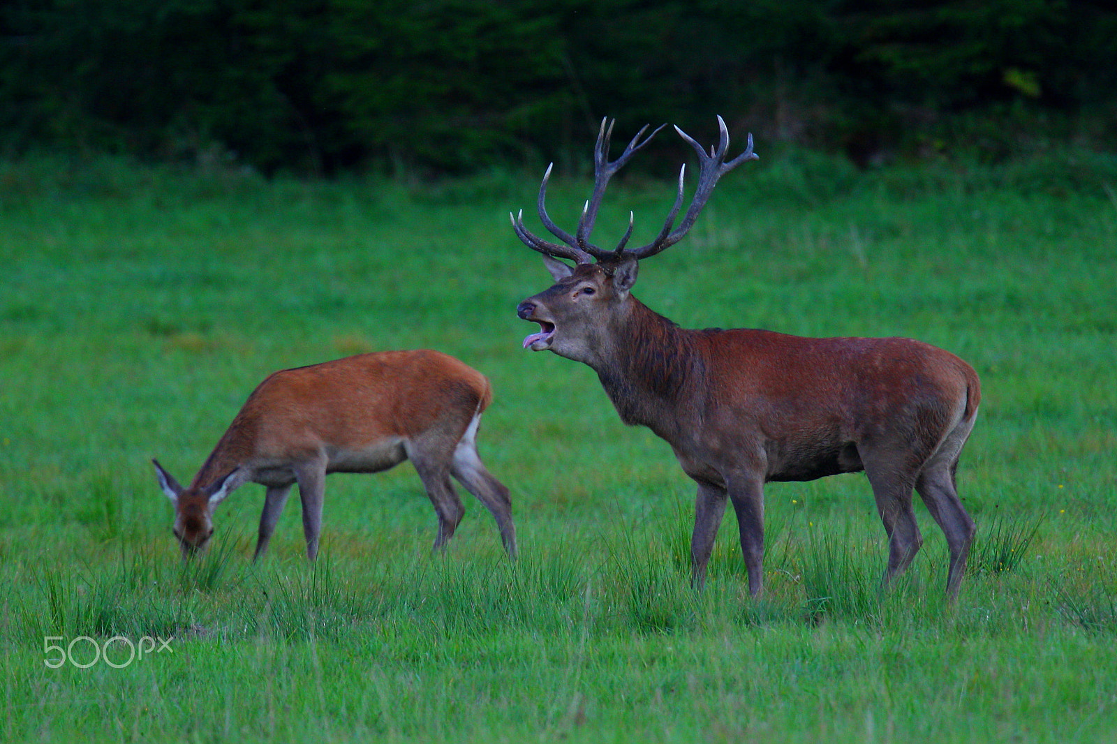 Canon EF 400mm F2.8L IS USM sample photo. Red deer in september photography