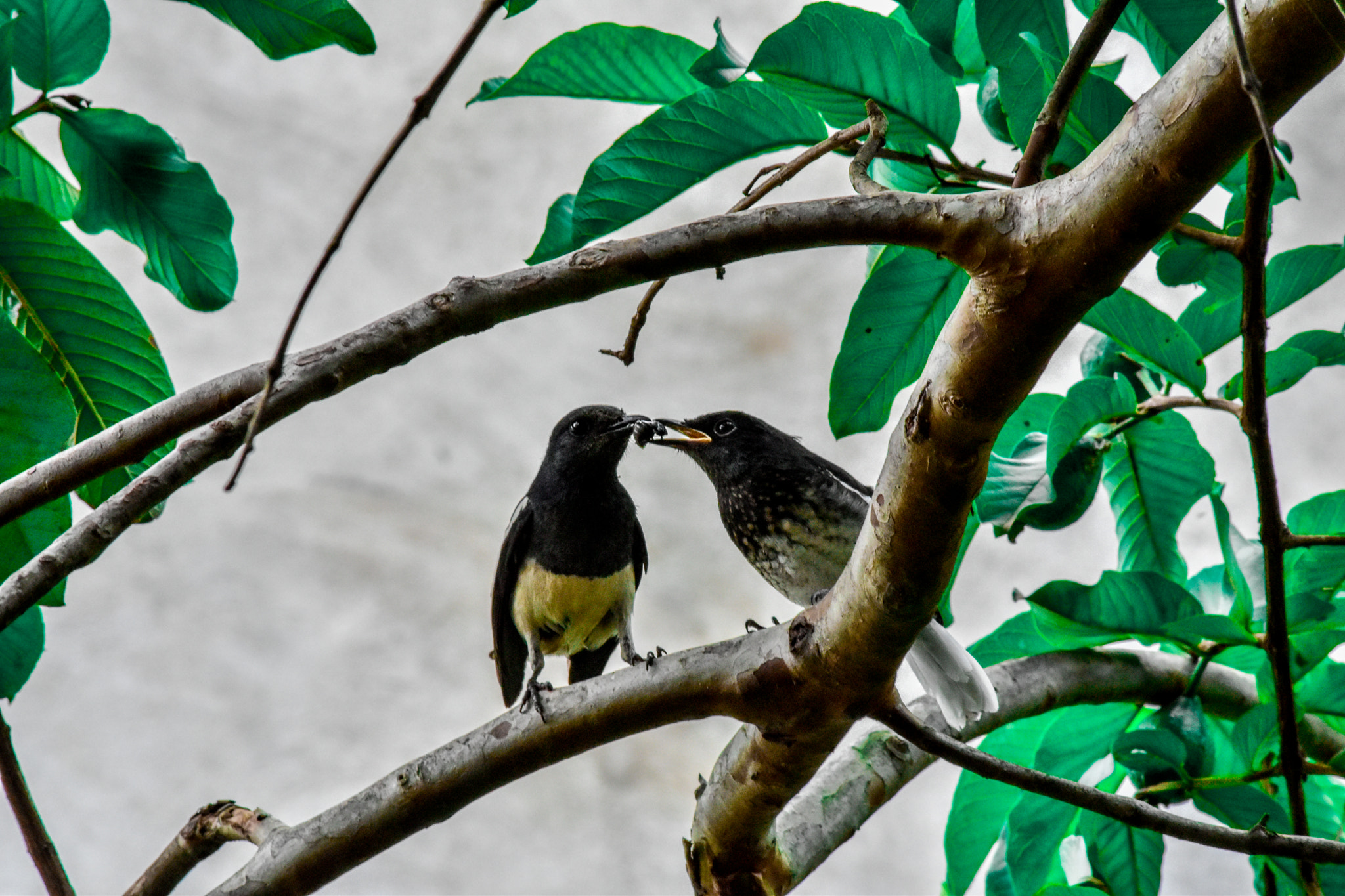 Sigma 70-300mm F4-5.6 APO DG Macro sample photo. Unconditional love photography