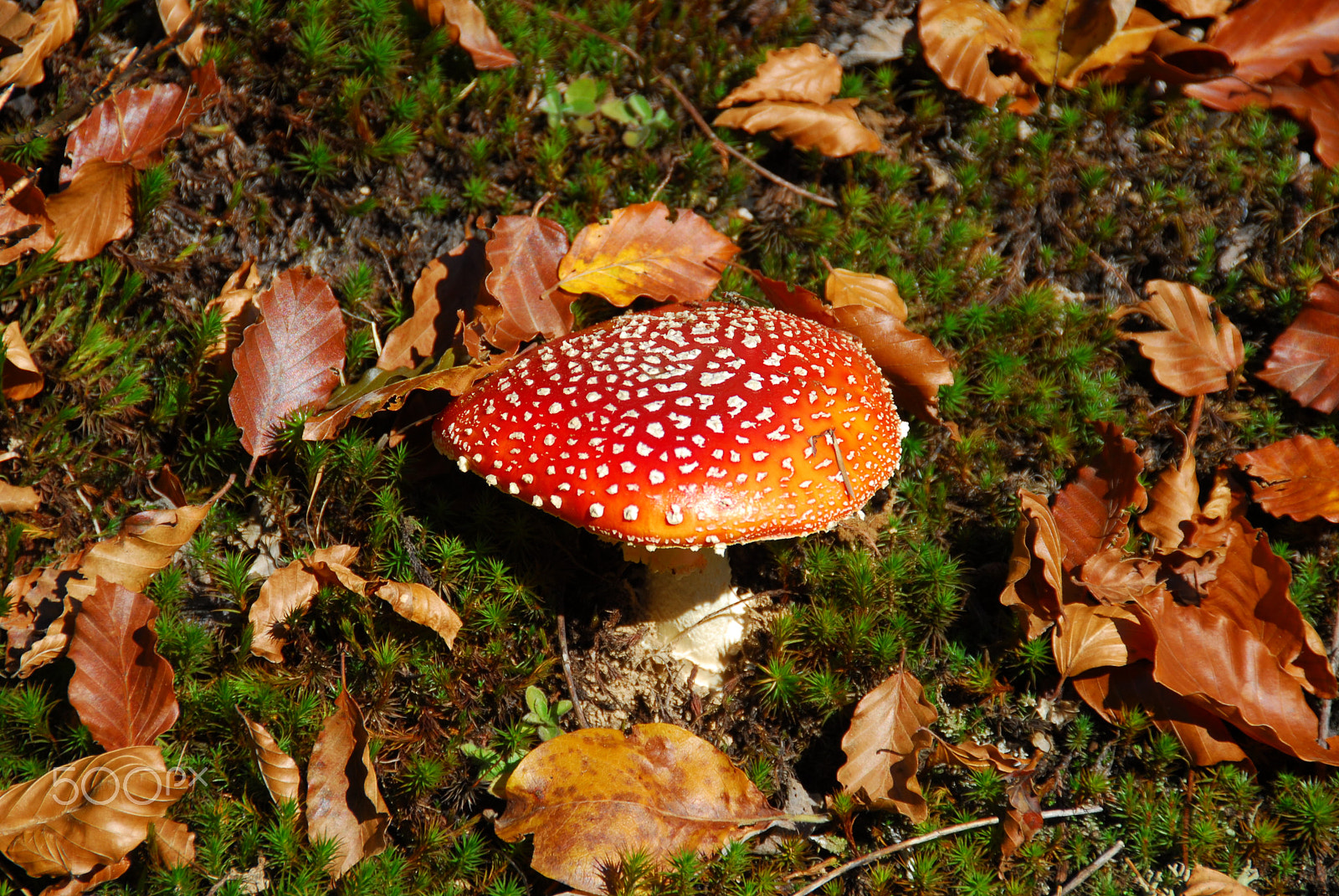 Nikon D200 sample photo. Poisonous mushroom photography