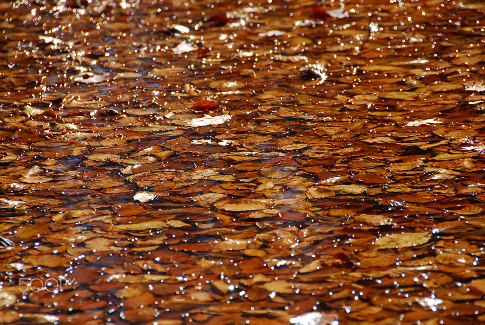 Nikon D200 sample photo. Leaves photography