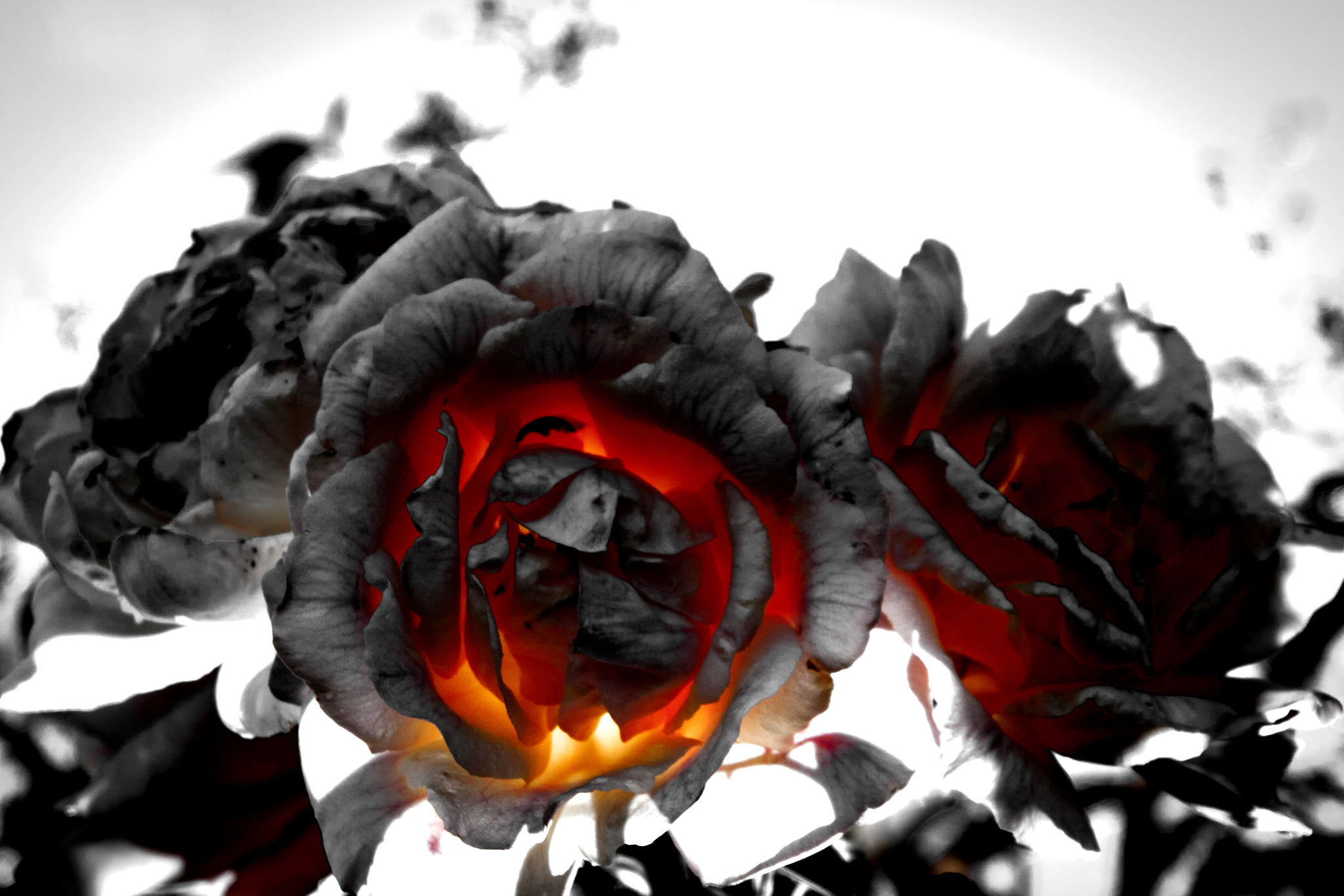 Canon EOS 500D (EOS Rebel T1i / EOS Kiss X3) sample photo. Burning hearts photography