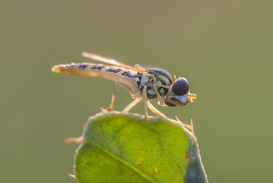 Sony Alpha DSLR-A200 + 90mm F2.8 Macro SSM sample photo. *** photography