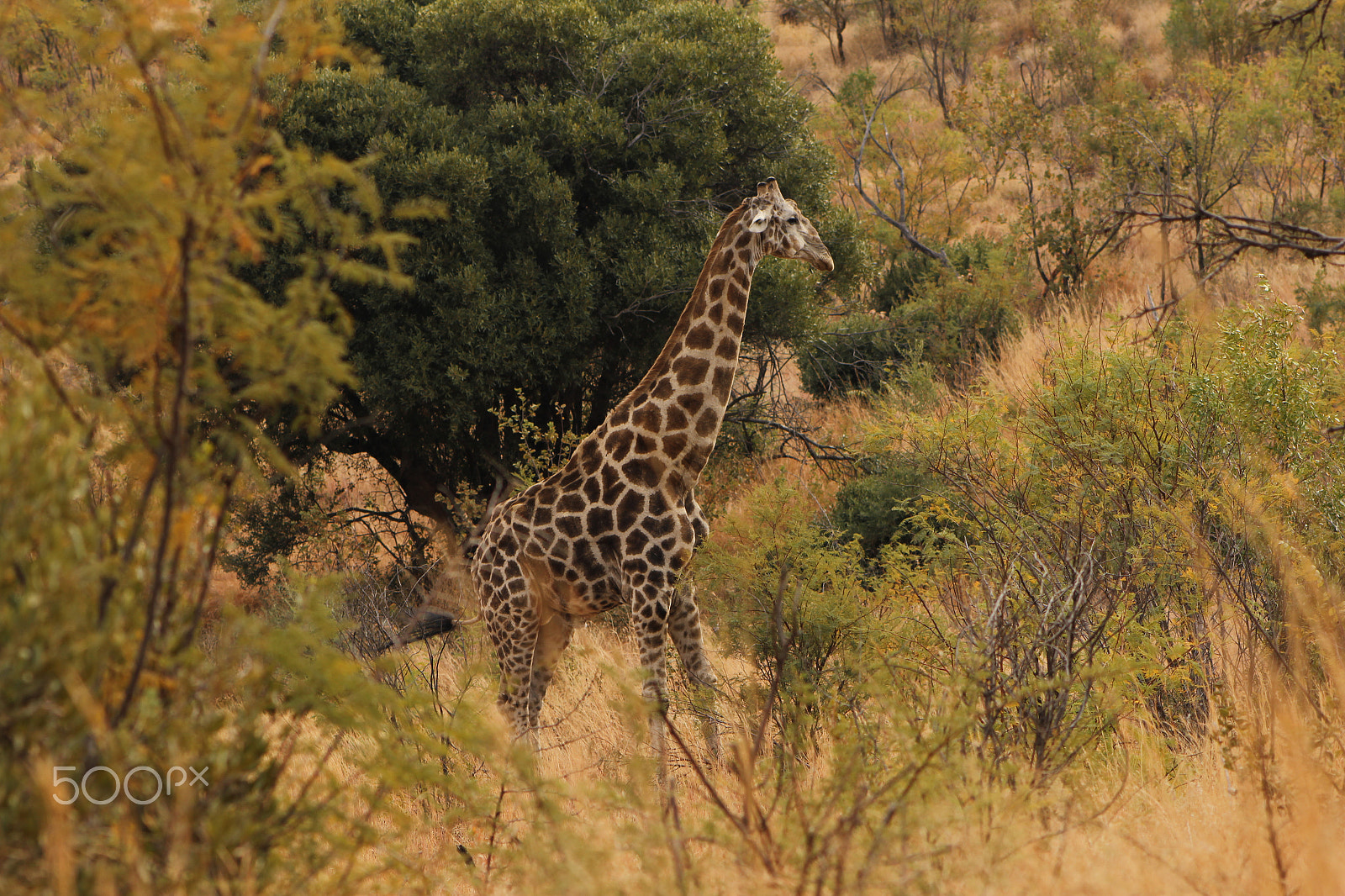 Canon EF 75-300mm f/4-5.6 USM sample photo. Giraffe in the pilanesberg photography