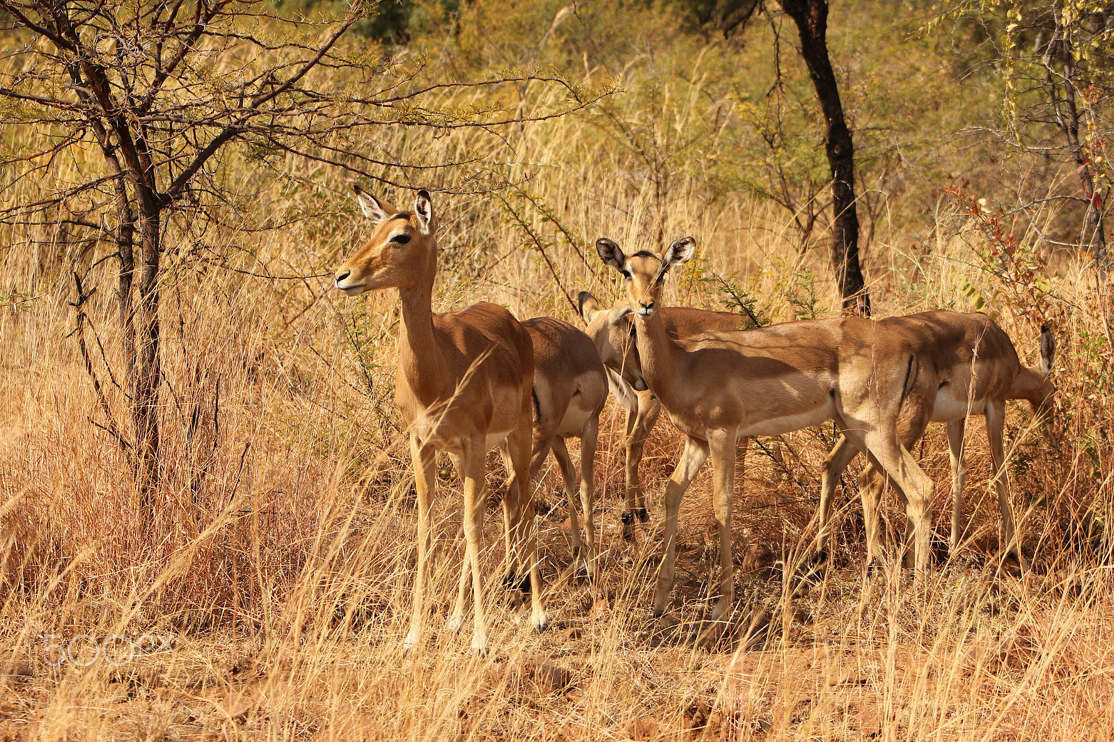 Canon EF 75-300mm f/4-5.6 USM sample photo. Impalas in the pilanesberg photography