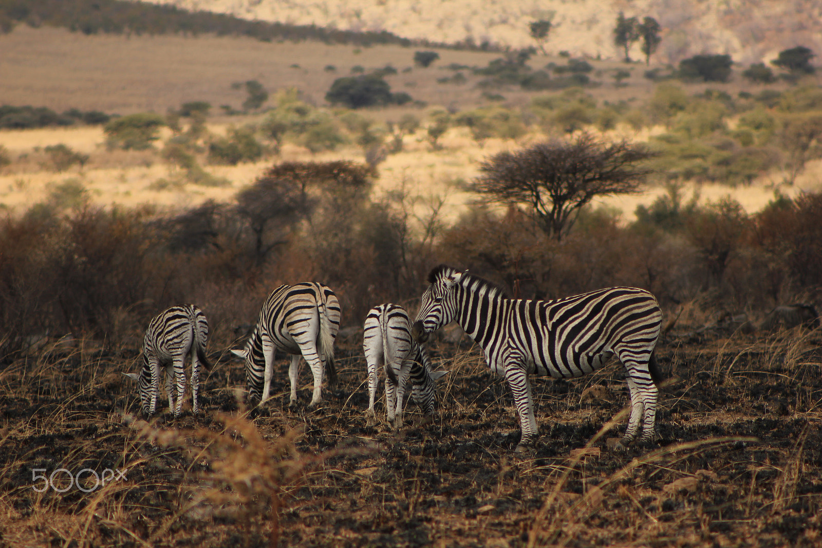 Canon EF 75-300mm f/4-5.6 USM sample photo. Zebras in the pilanesberg photography