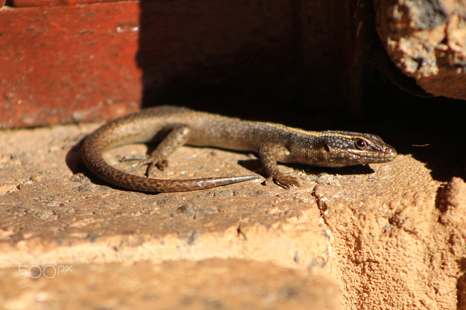 Canon EF 75-300mm f/4-5.6 USM sample photo. A lizard on a brick photography