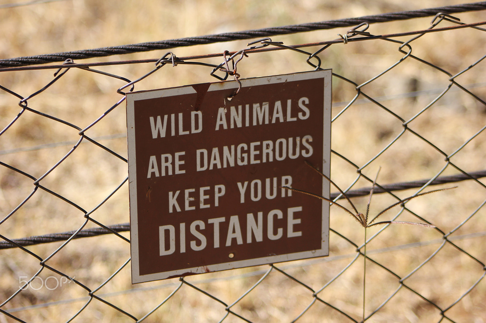 Canon EF 75-300mm f/4-5.6 USM sample photo. Wild animals are dangerous, keep your distance photography