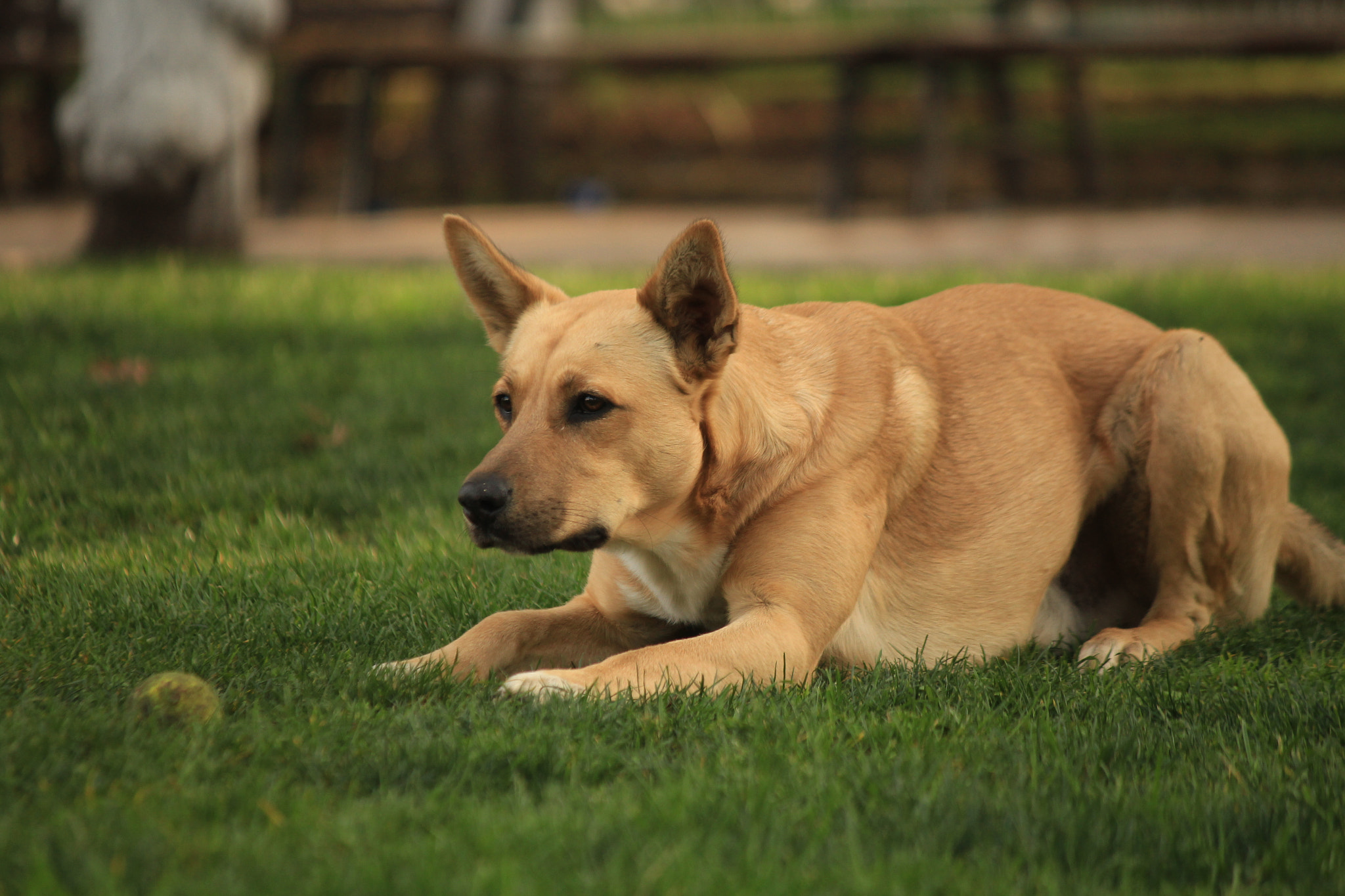Canon EF-S 55-250mm F4-5.6 IS sample photo